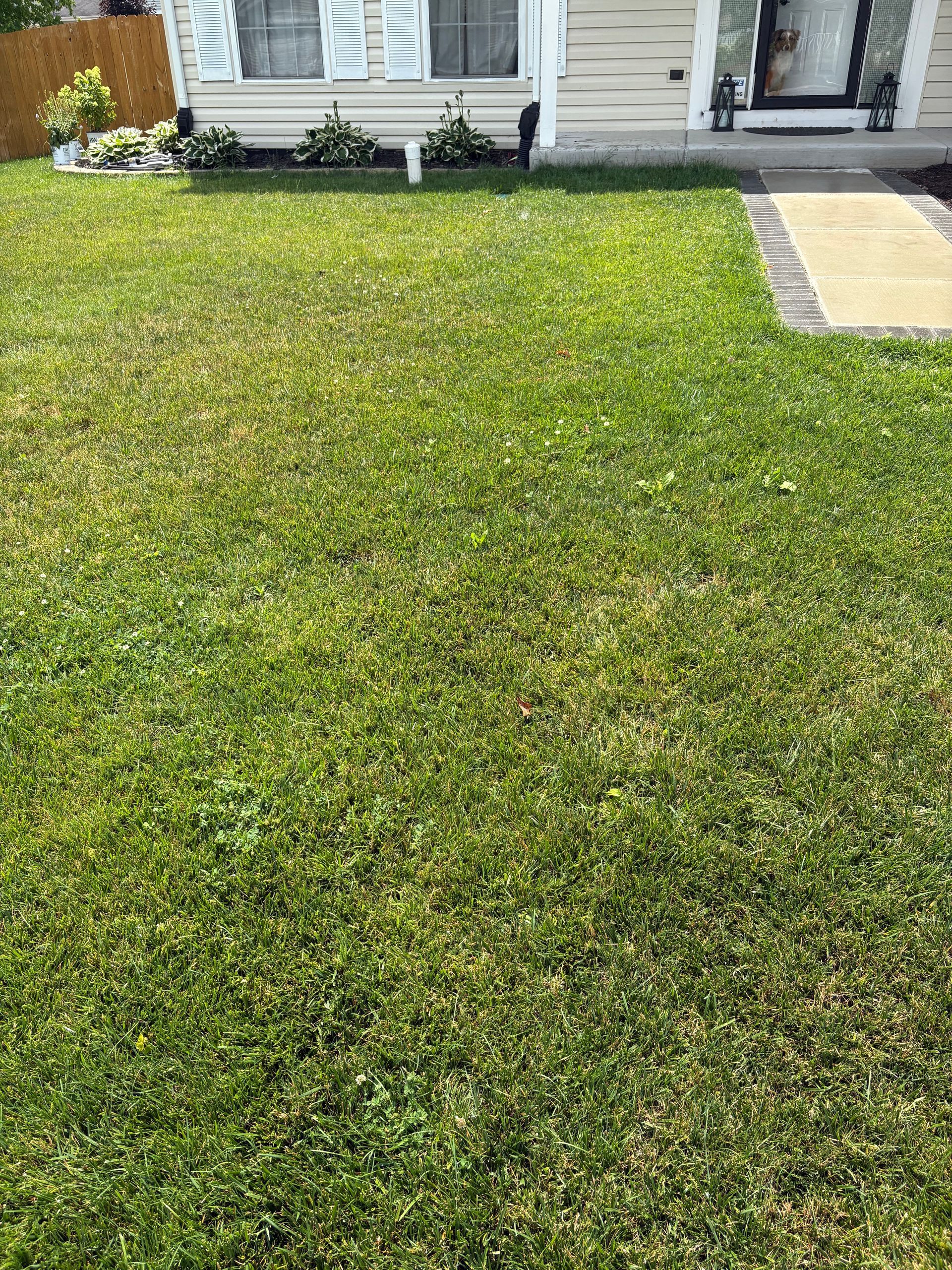 A lush green lawn in front of a house.