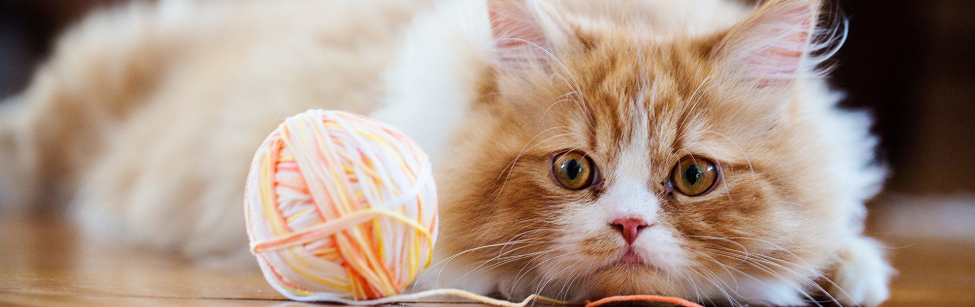 tiny kitten eating tiny ice cream