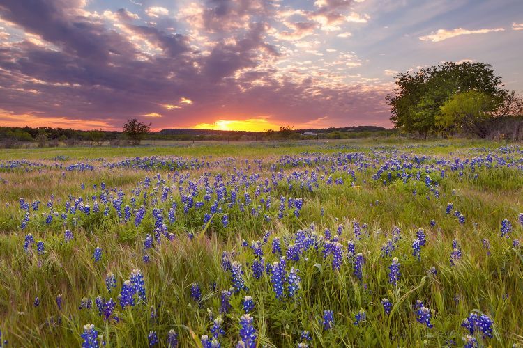 A field of purple flowers with a sunset in the background.