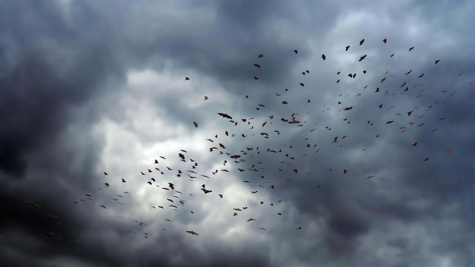 A flock of birds flying in a cloudy sky