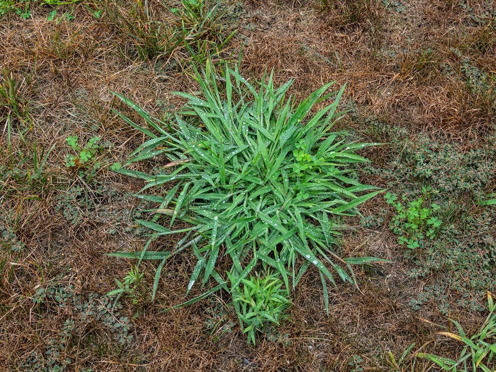 A small plant is growing out of the ground in a field.