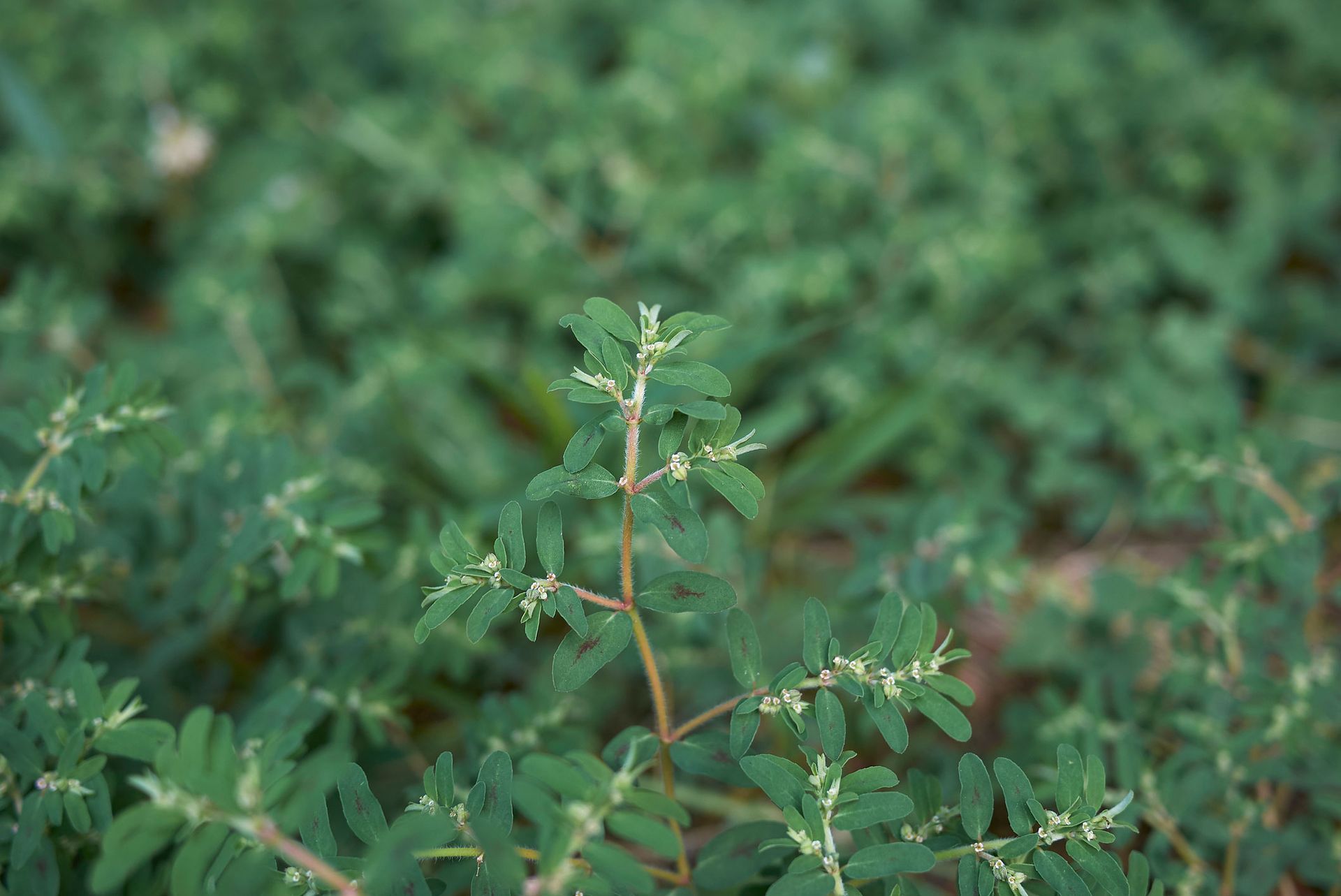 A close up of a plant with green leaves and white flowers.