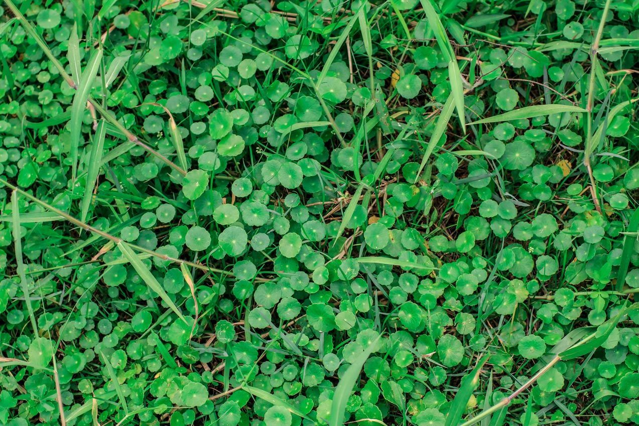 A close up of a field of green grass and leaves.