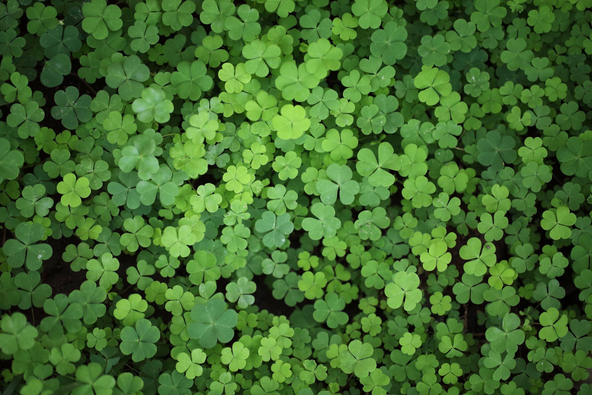 A bunch of green clovers are growing in the grass.
