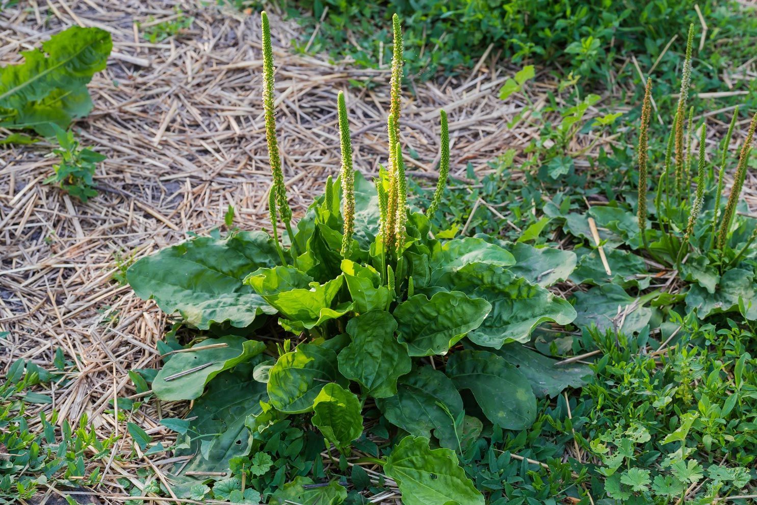 A plant with a lot of green leaves is growing in the grass.
