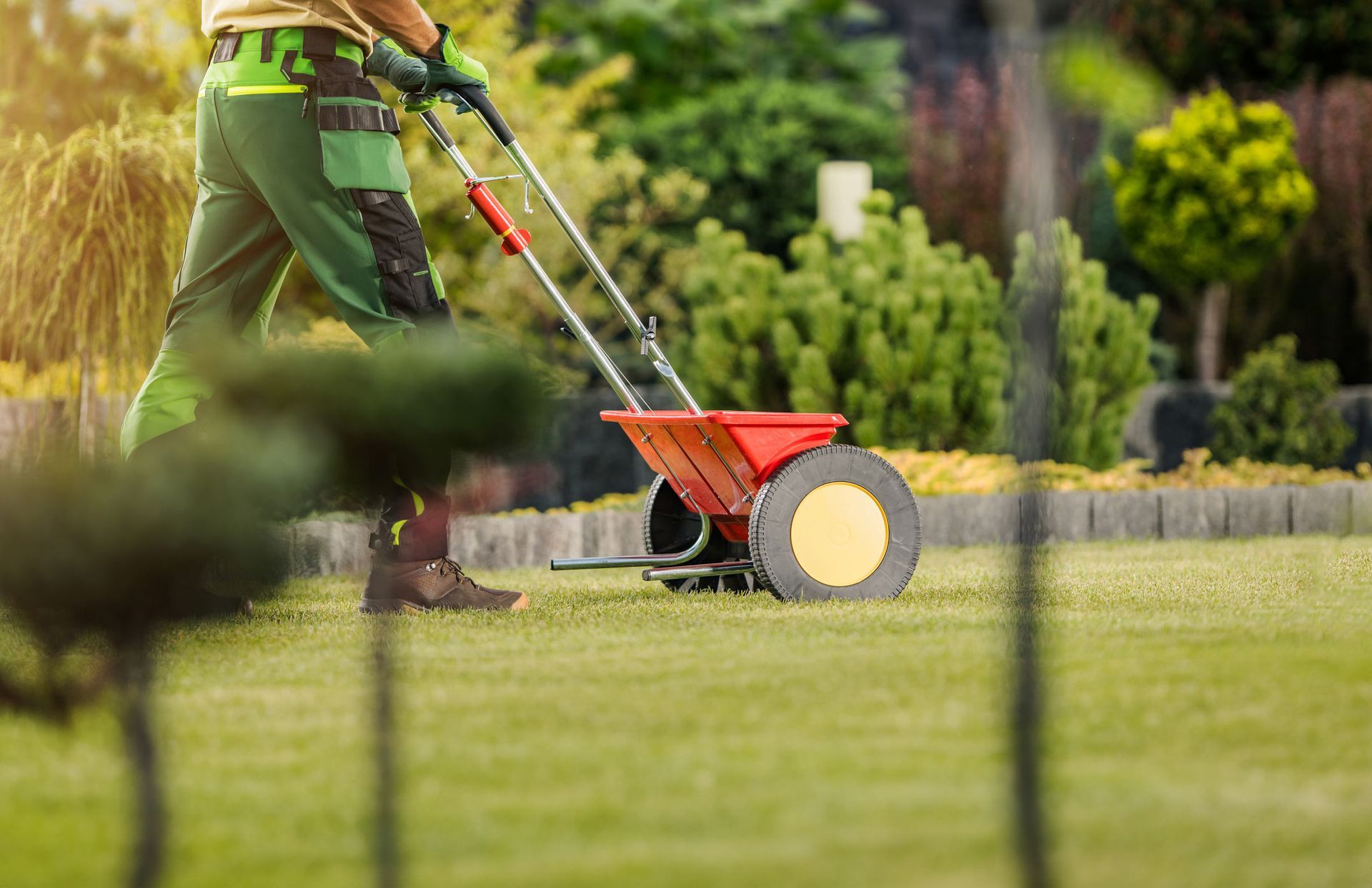 A man is spreading fertilizer on a lush green lawn with a wheelbarrow.