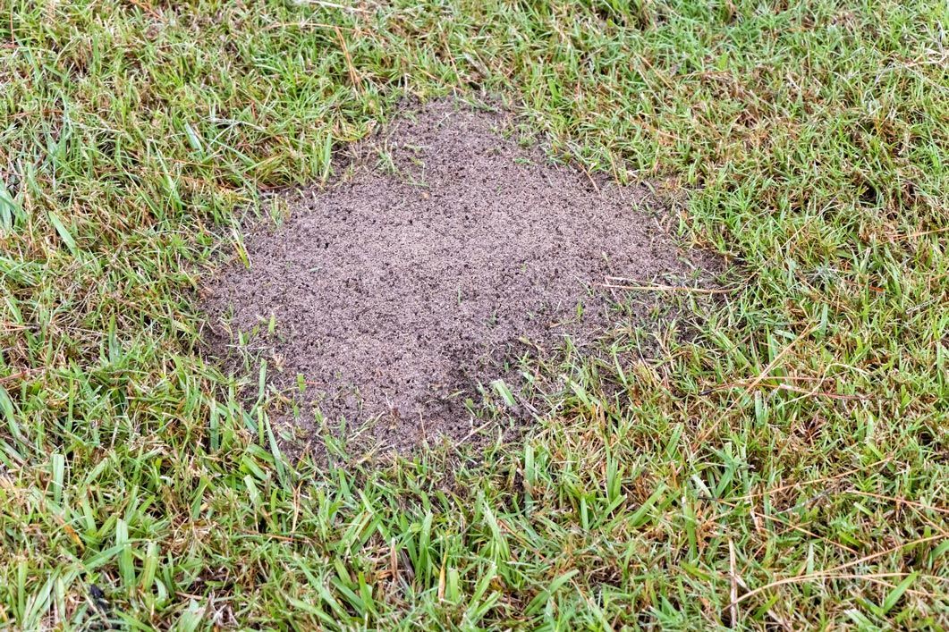 A pile of dirt is sitting in the middle of a lush green field.