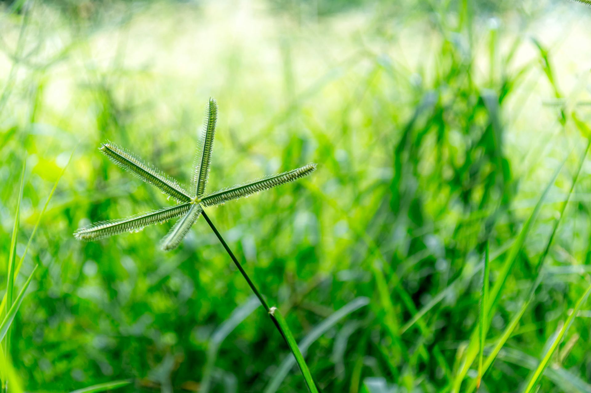 A close up of a plant in the grass.