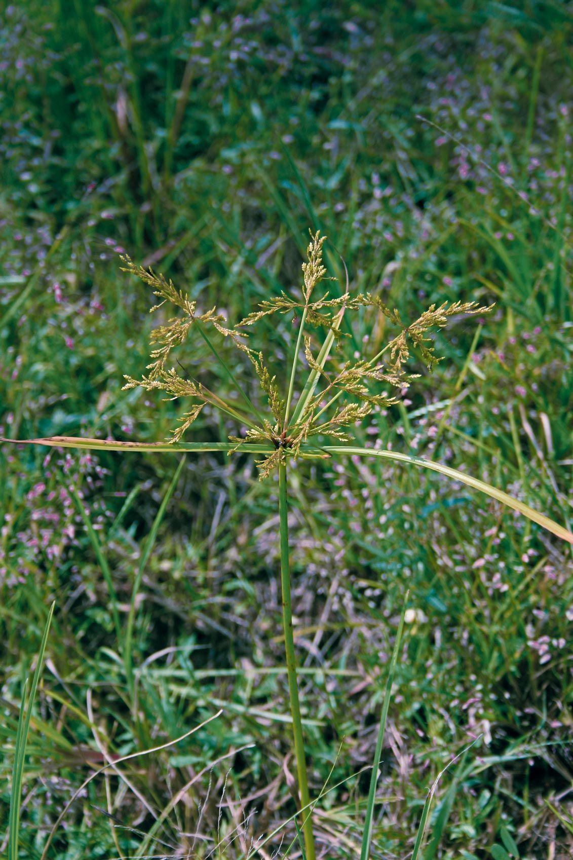 A small plant is growing in the grass in a field.