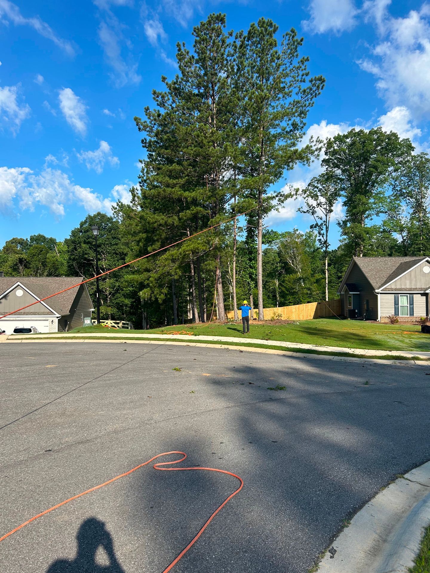 Person trimming tall tree near houses, orange rope on ground, blue sky.