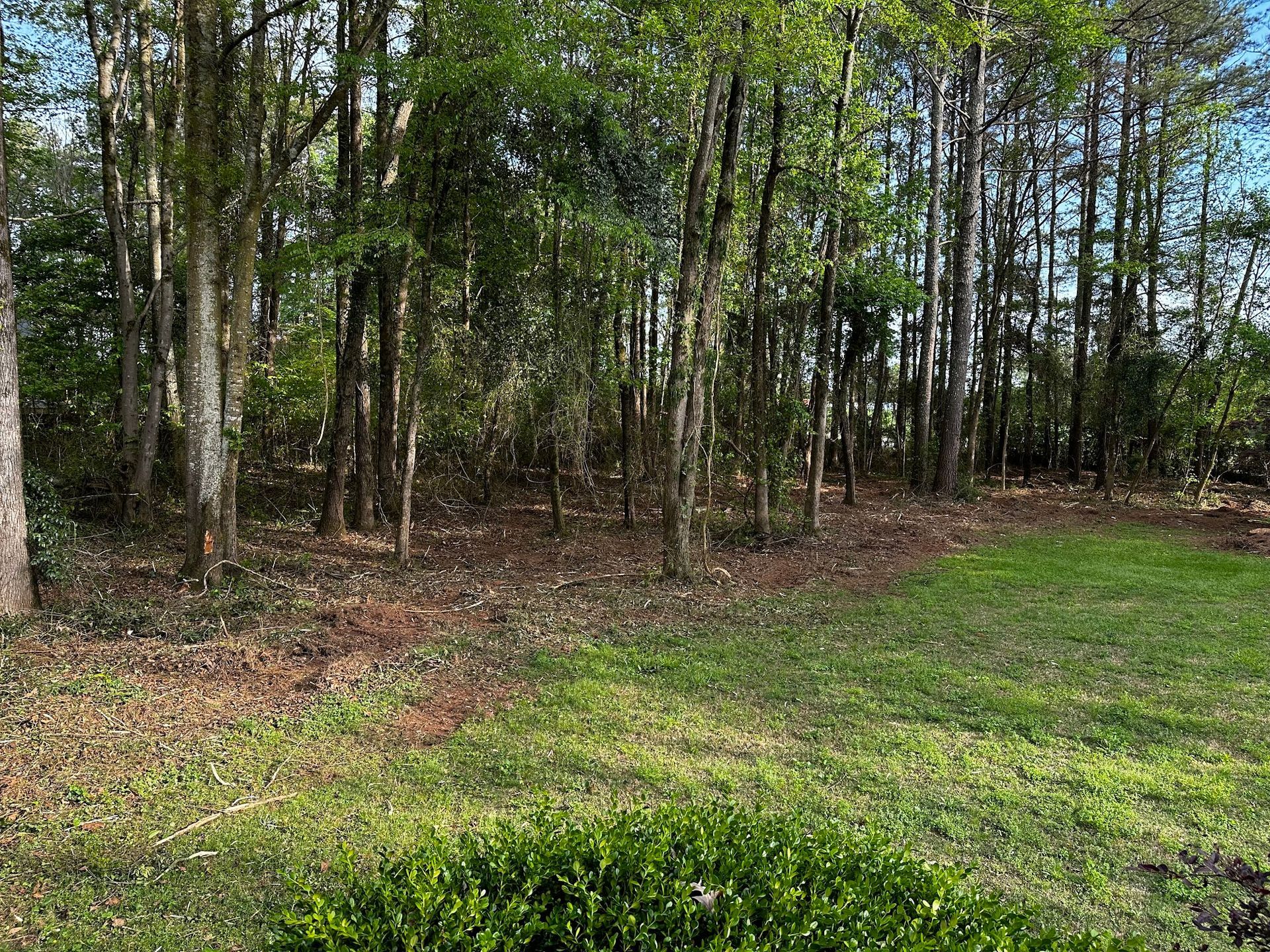 Lush green grass borders a treeline of tall, slender trees with brown leaves on the ground.