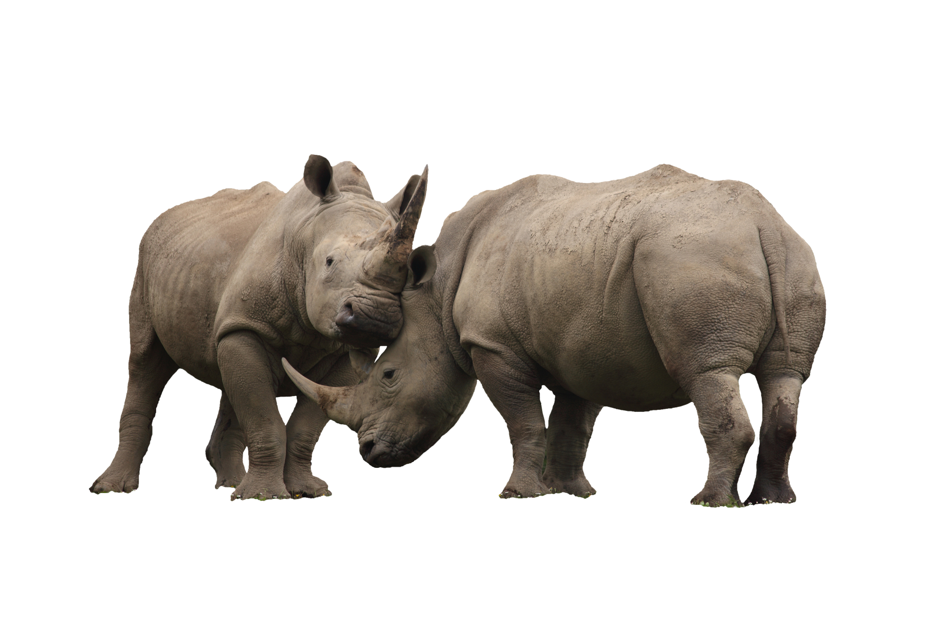 Two rhinos are standing next to each other on a white background.