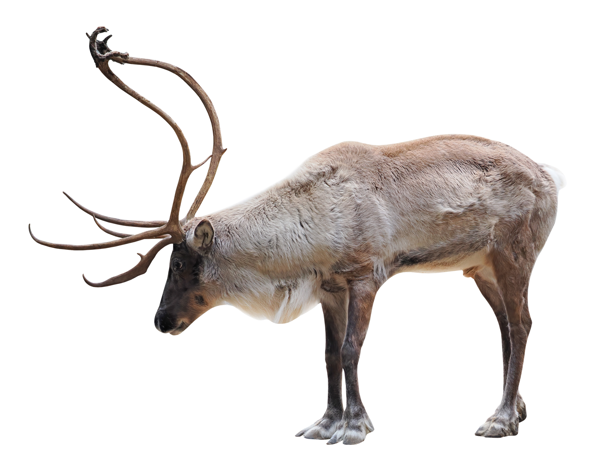 A reindeer with very long antlers standing on a white background