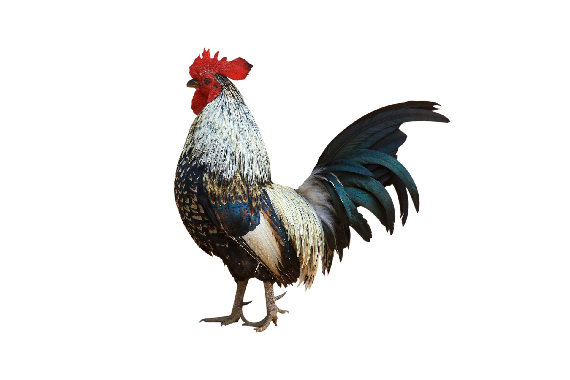 A rooster with a red crest is standing on a white background.