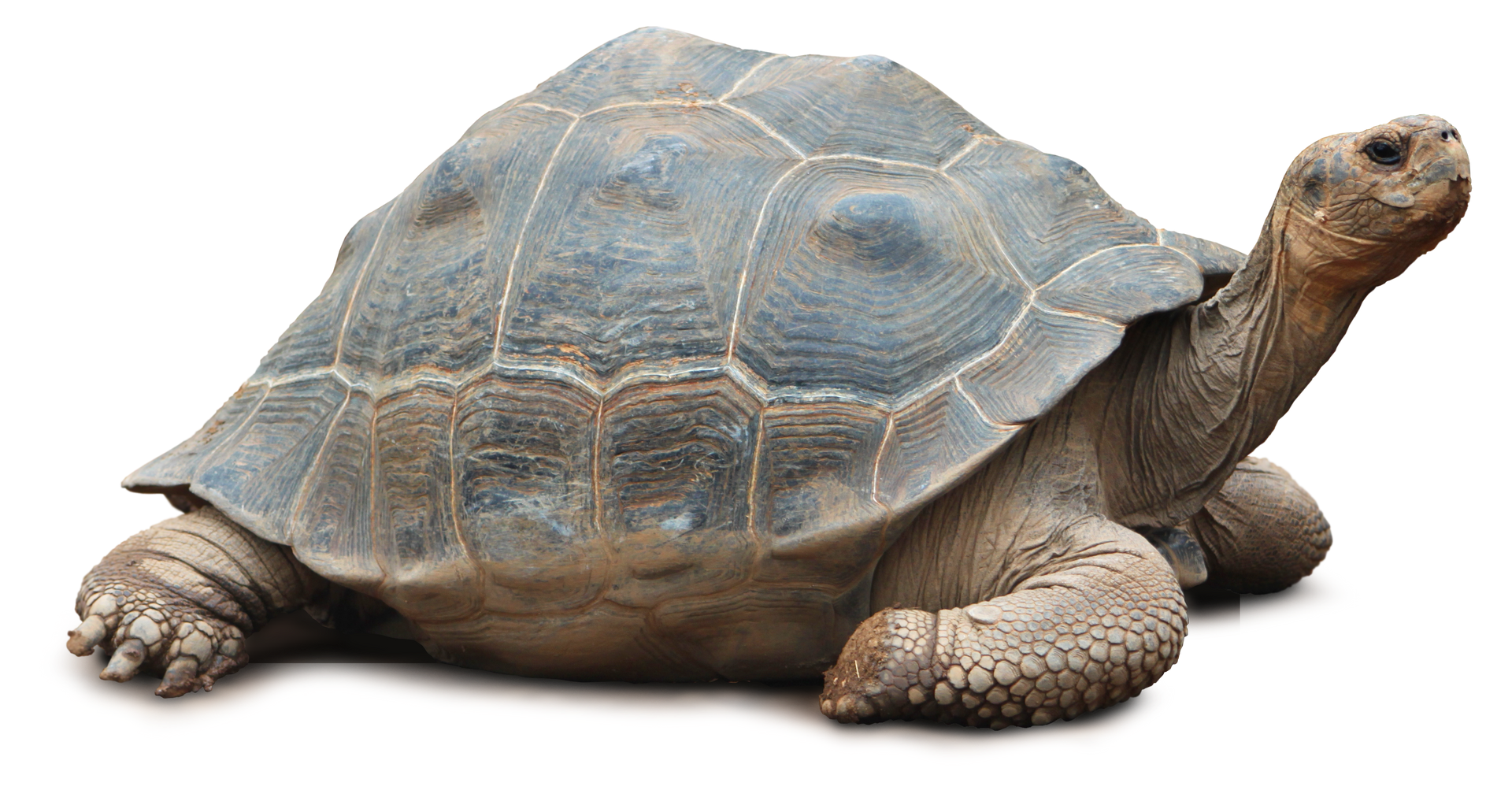 A large tortoise is laying down on a white background.