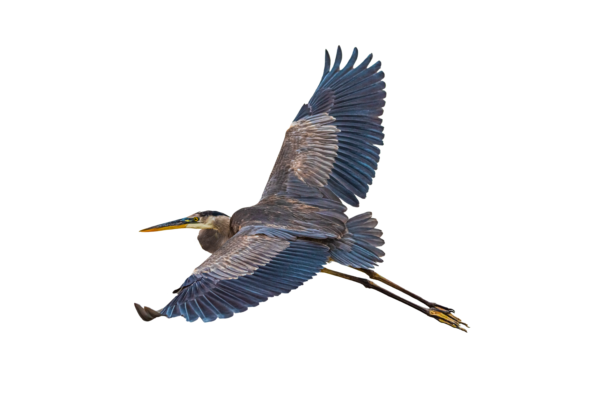 A blue and gray bird is flying in the air on a white background.