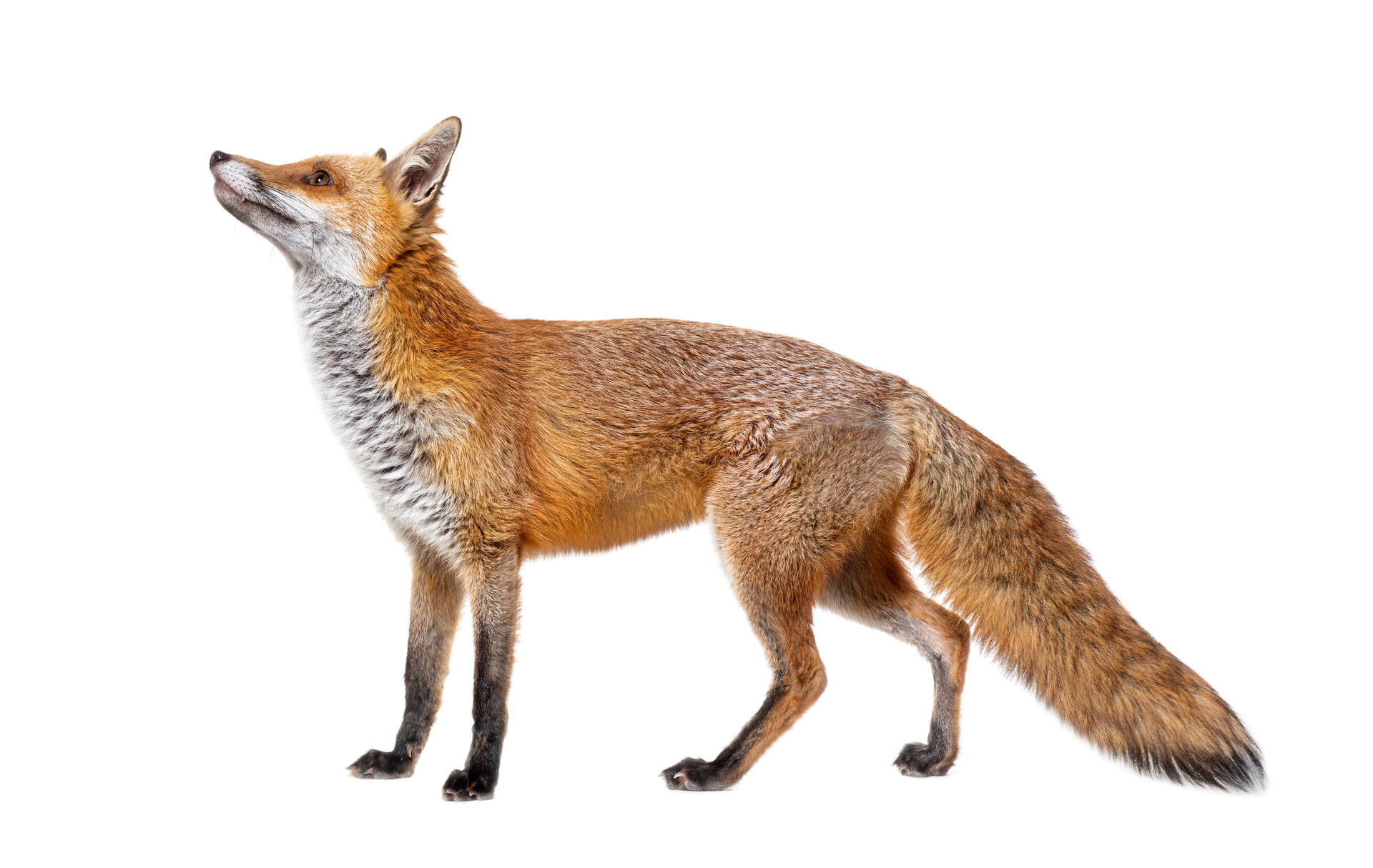 A red fox is standing on a white background and looking up.