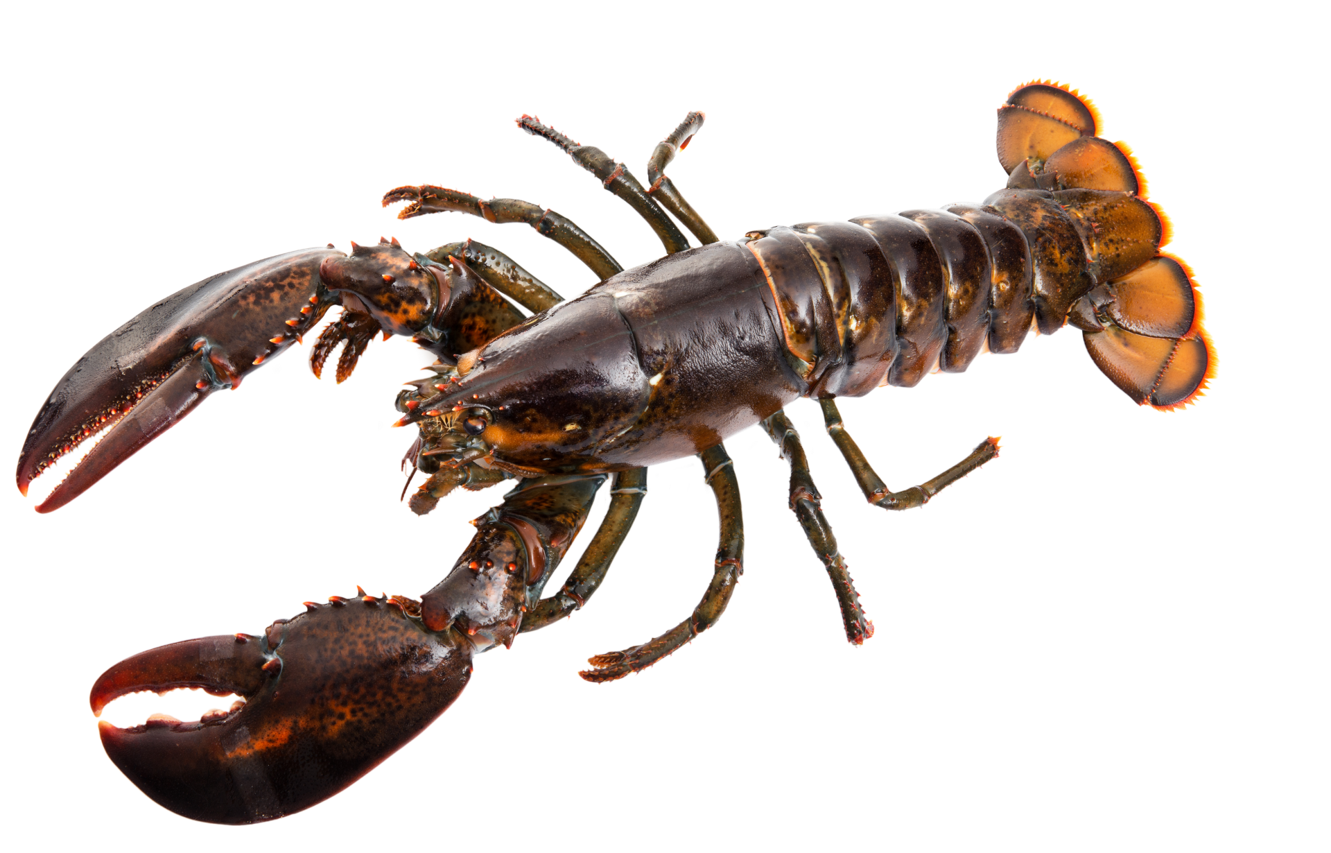a close up of a lobster on a white background .
