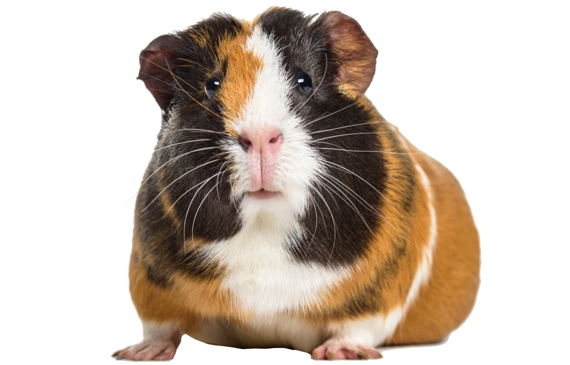 a brown and white guinea pig sitting on a white background