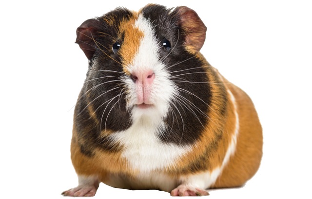 Guinea pigs for sale hot sale wirral