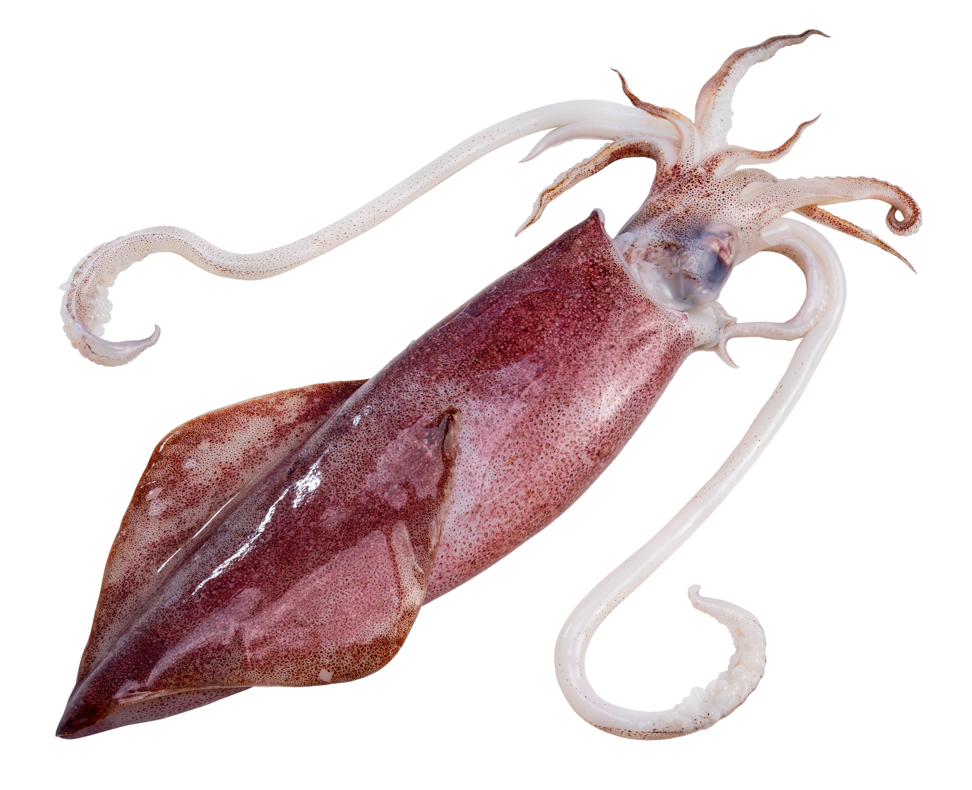 a close up of a squid on a white background