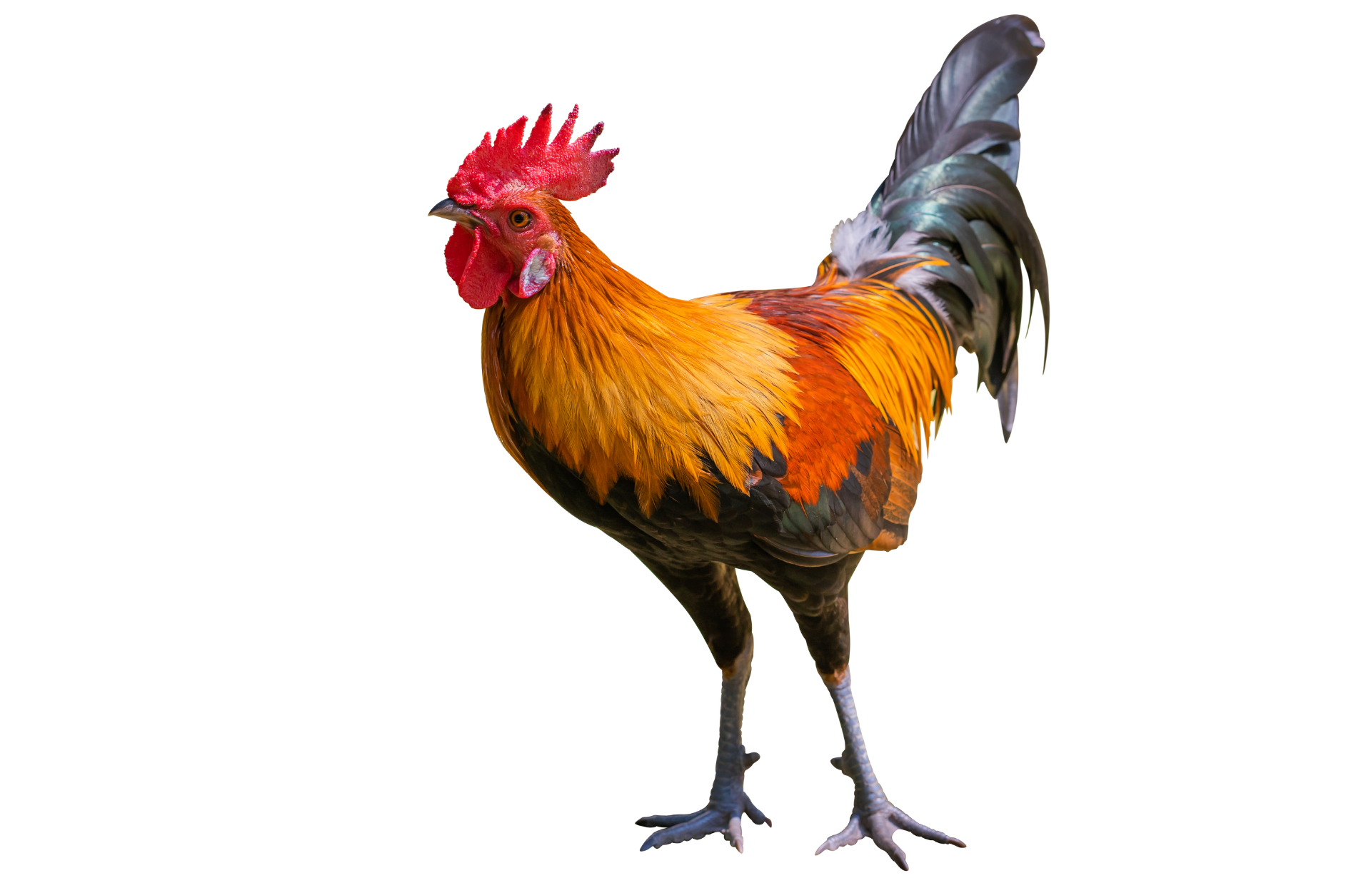 a rooster with a red crest is standing on its hind legs on a white background .