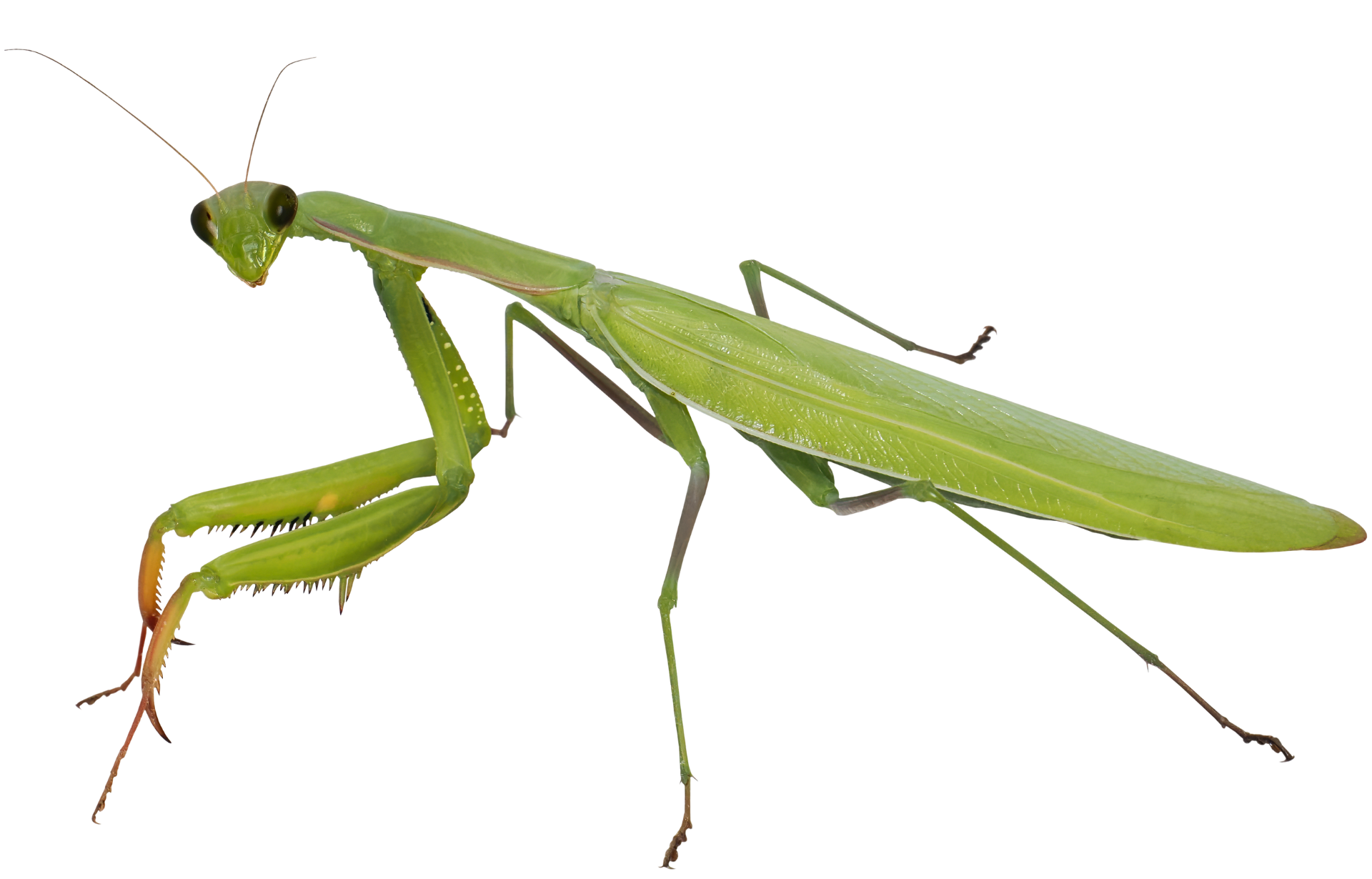 a green praying mantis is standing on a white background .