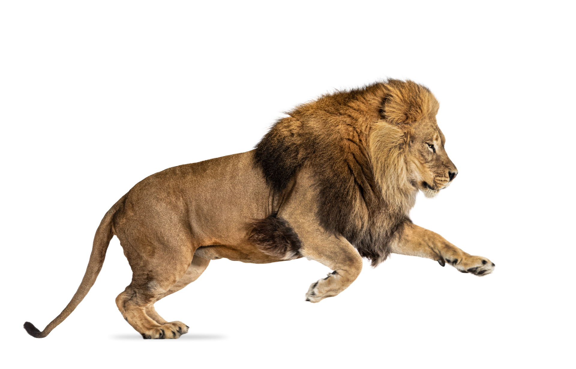 a lion is jumping in the air on a white background .