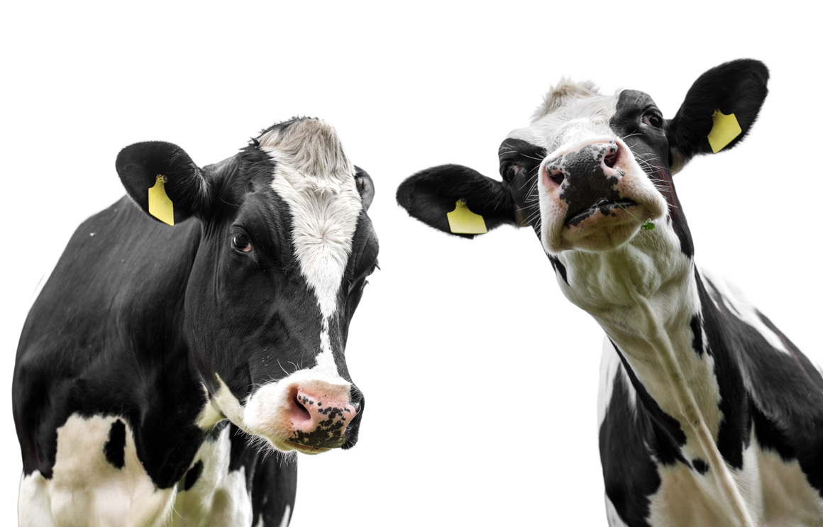 two cows are standing next to each other and looking at the camera .