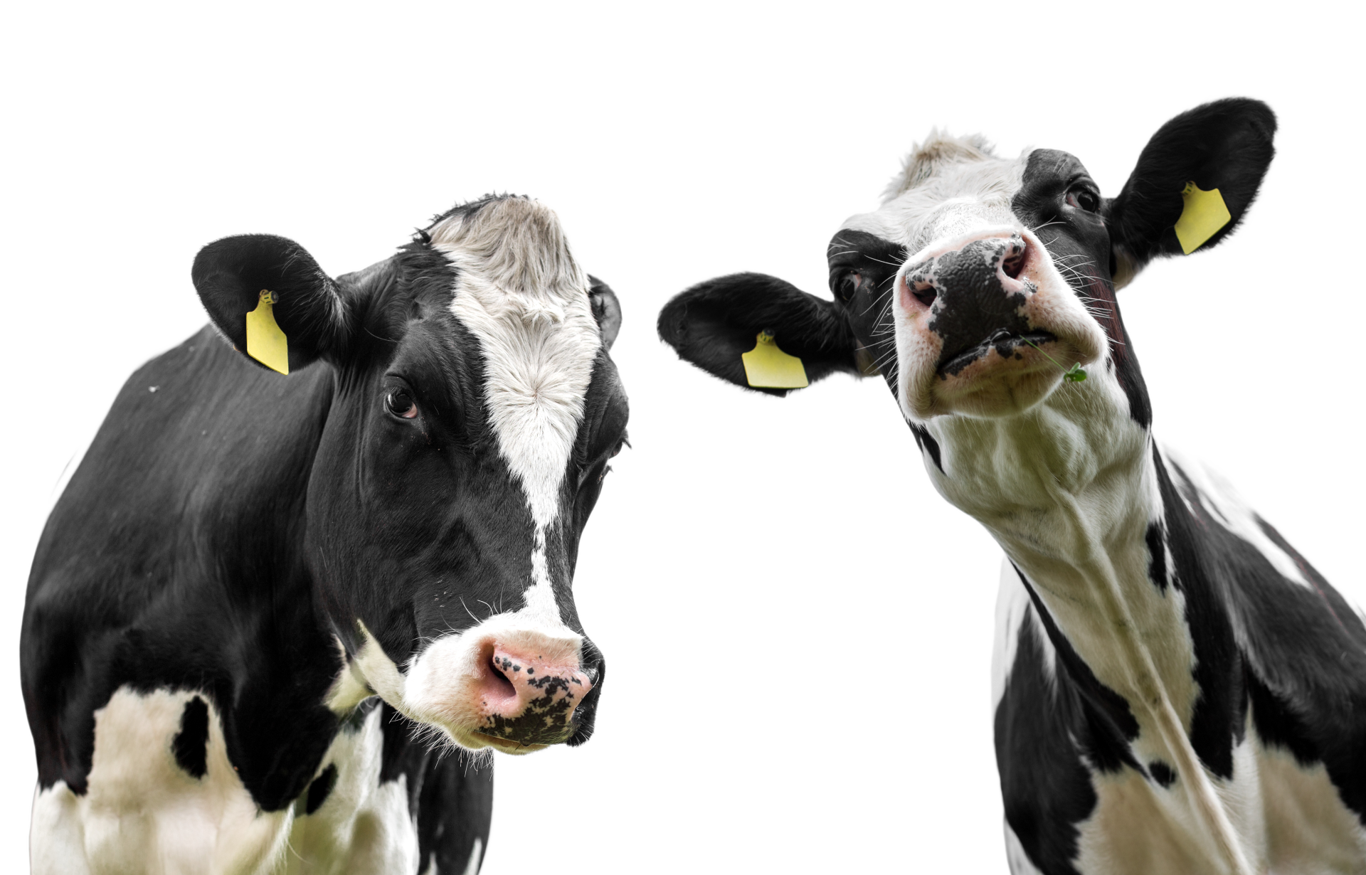 two cows are standing next to each other and looking at the camera .