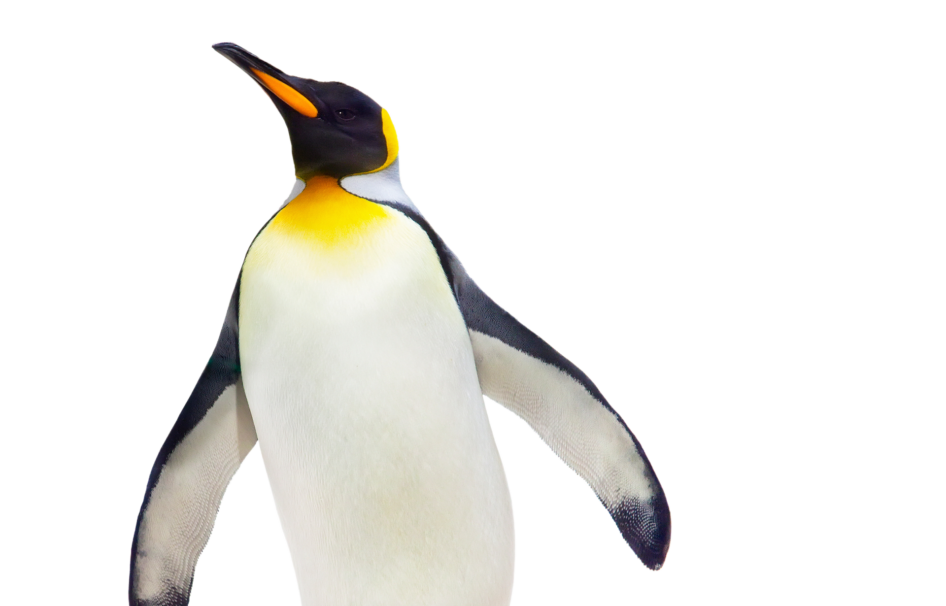 a penguin with a yellow beak is standing on a white background