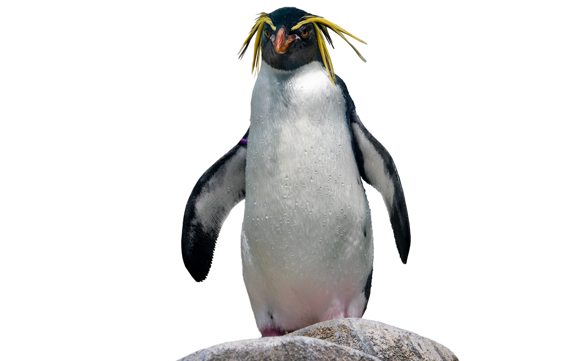 a penguin with a yellow beak is standing on a rock .