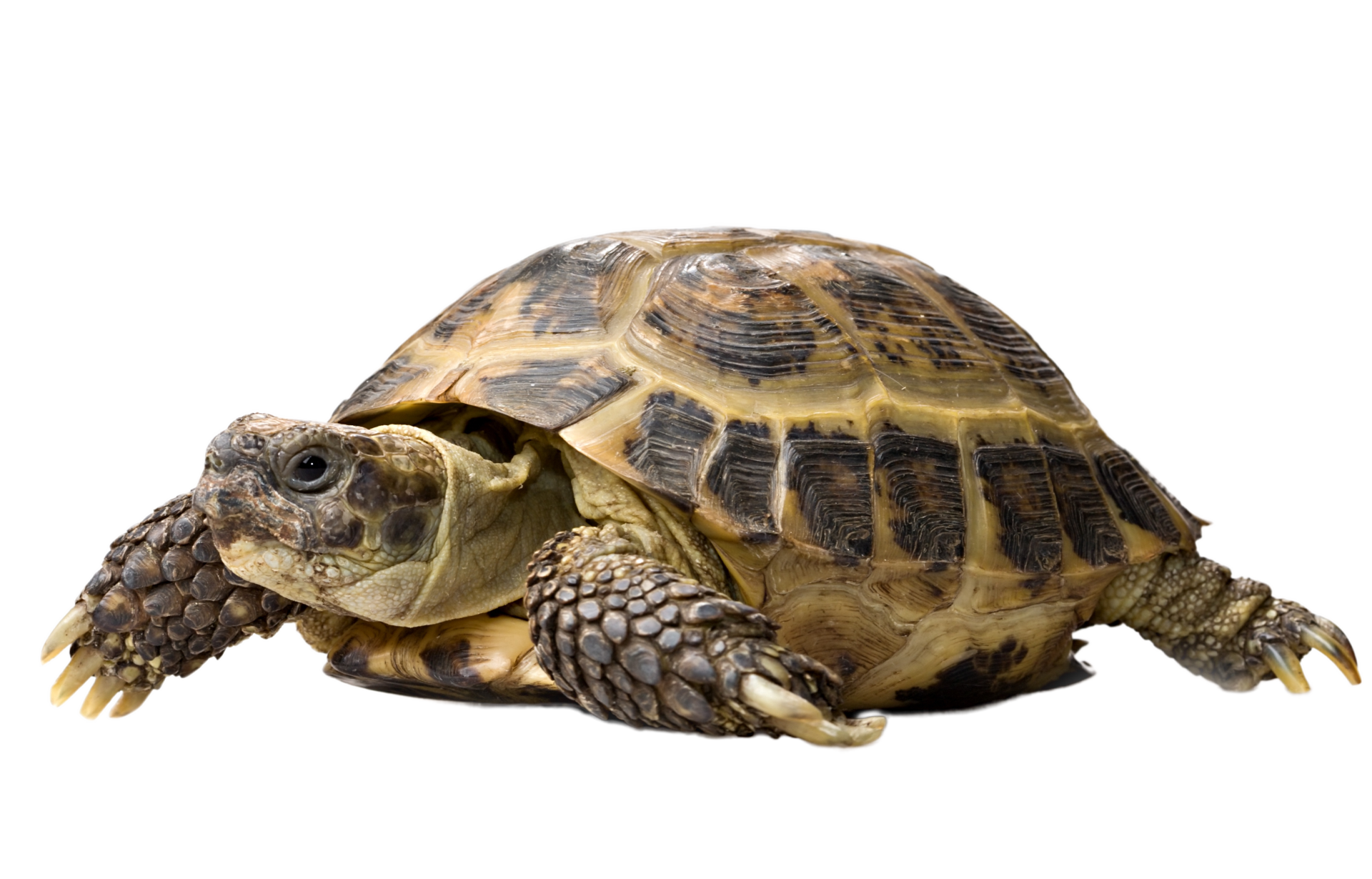 a small tortoise is crawling on a white background .
