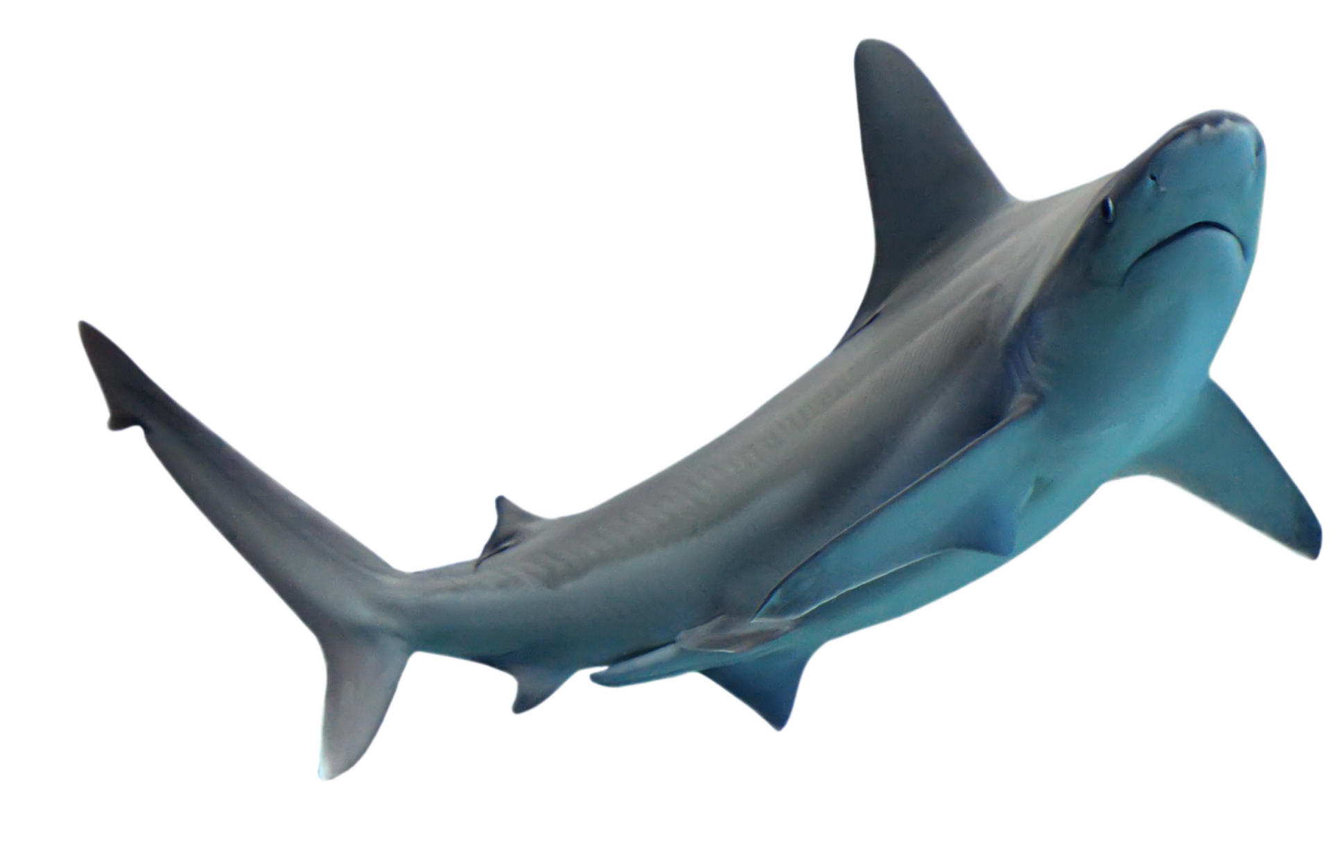 a shark is swimming in the water on a white background