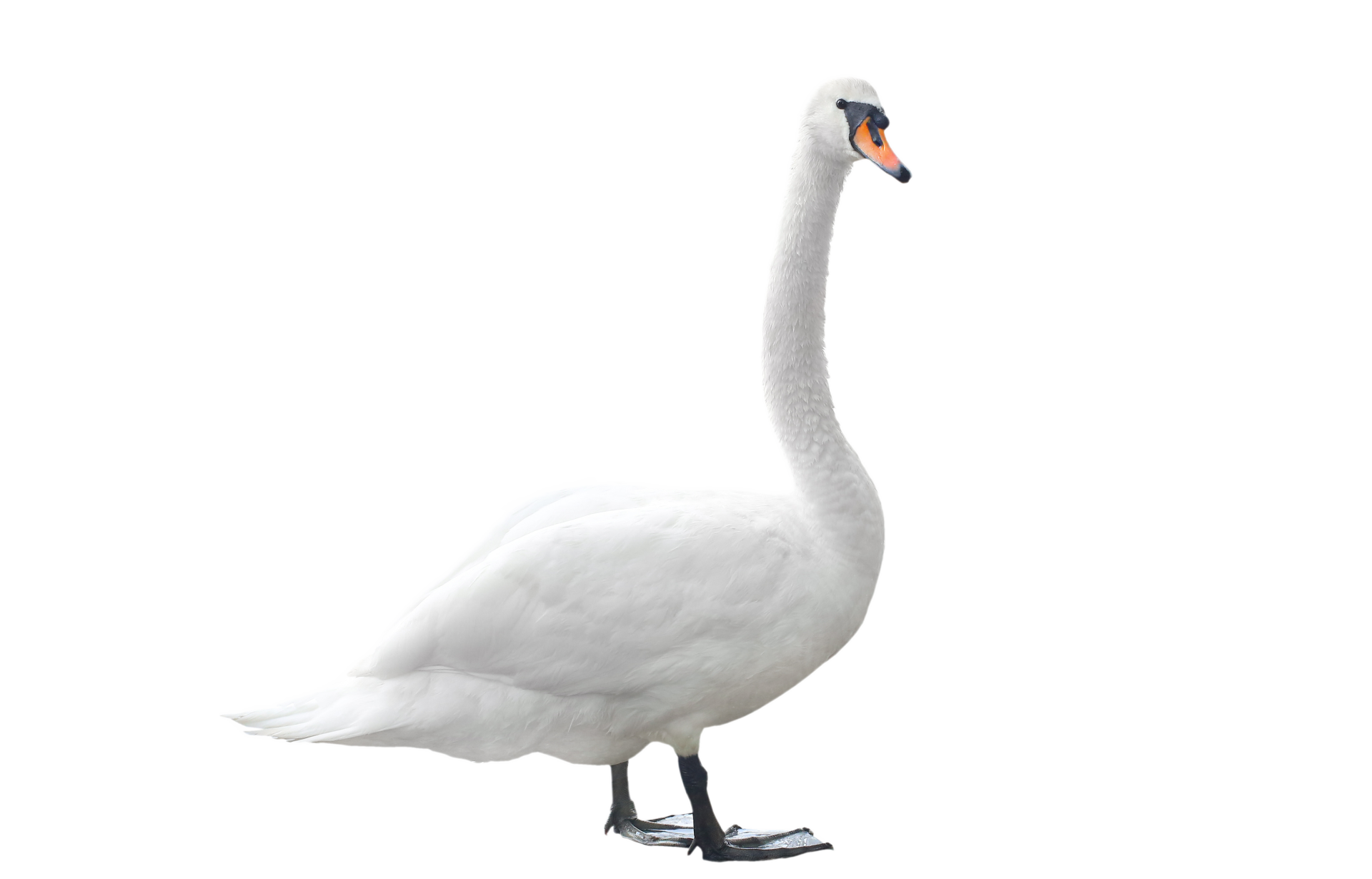 a white swan is standing on its hind legs on a white background .