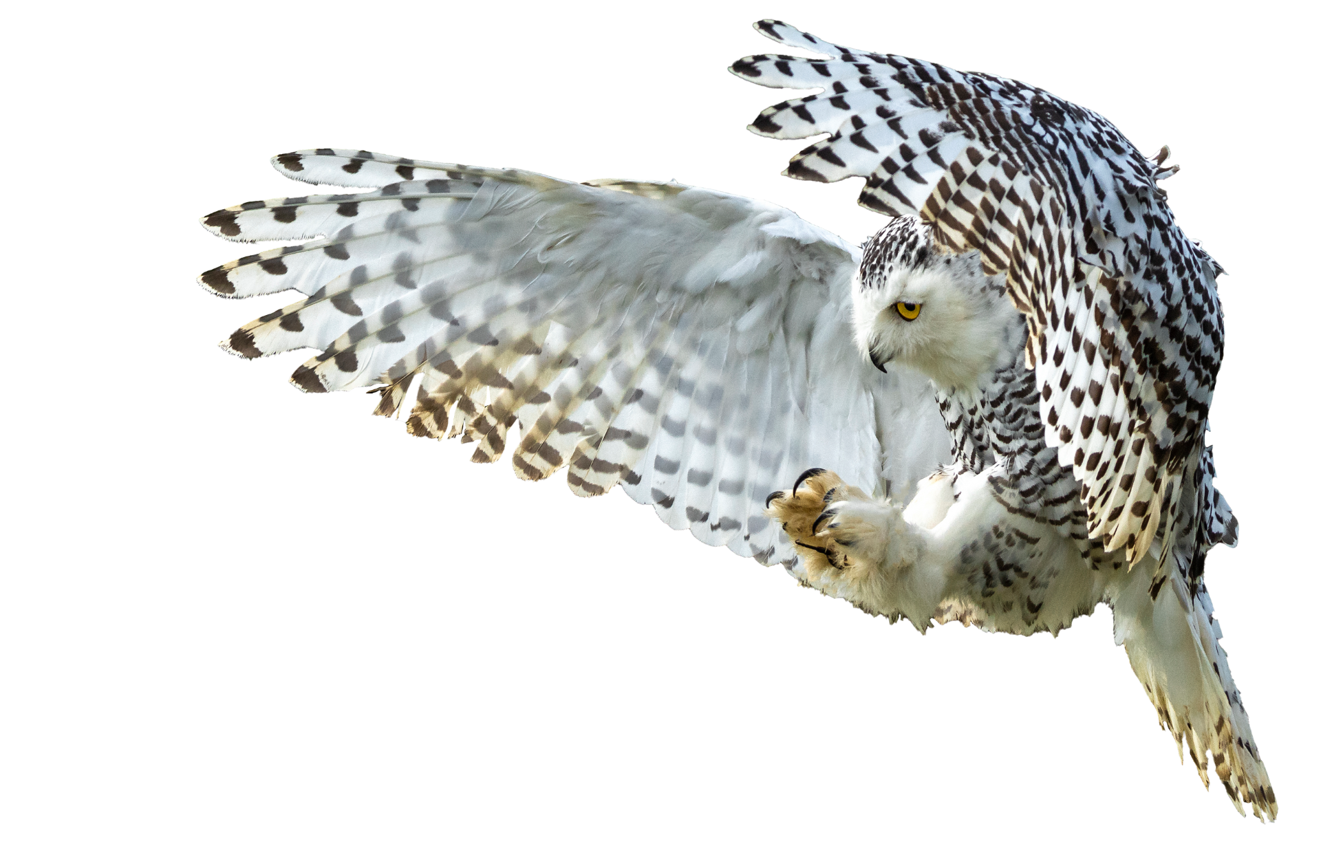 a snowy owl is flying through the air with its wings spread .