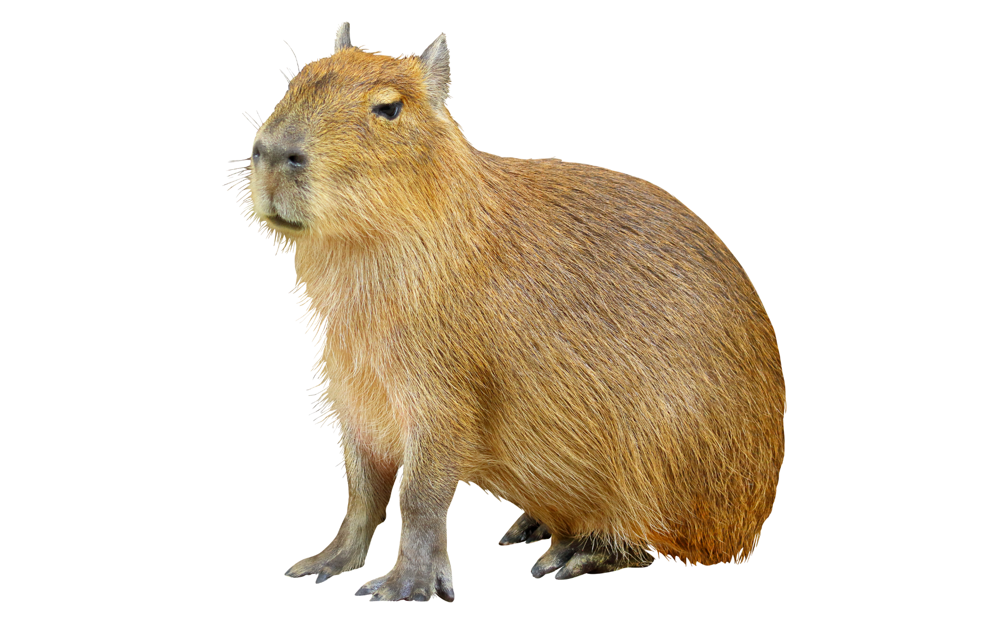 a capybara is sitting on the ground on a white background .