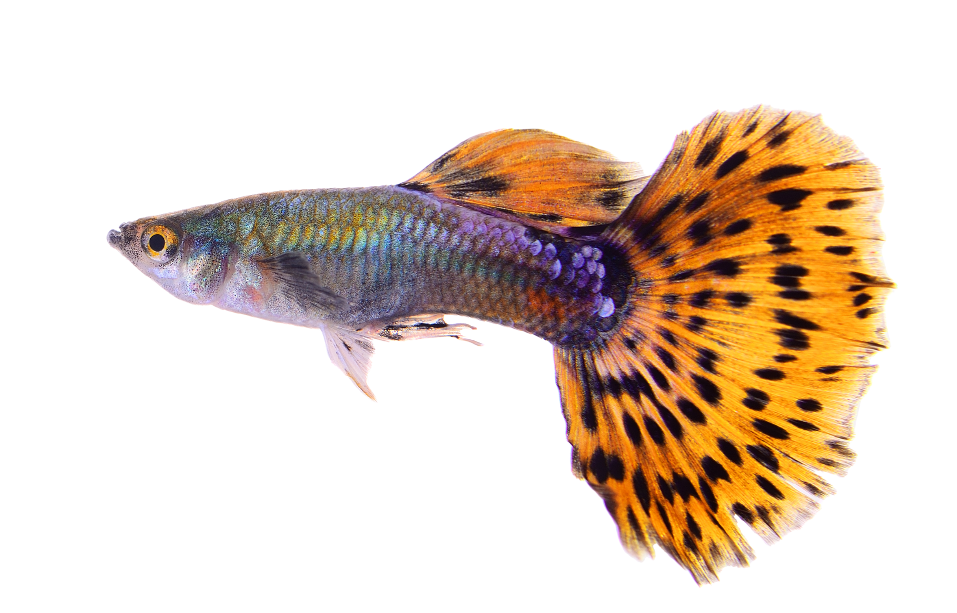 a colorful fish with a leopard print tail is swimming on a white background .