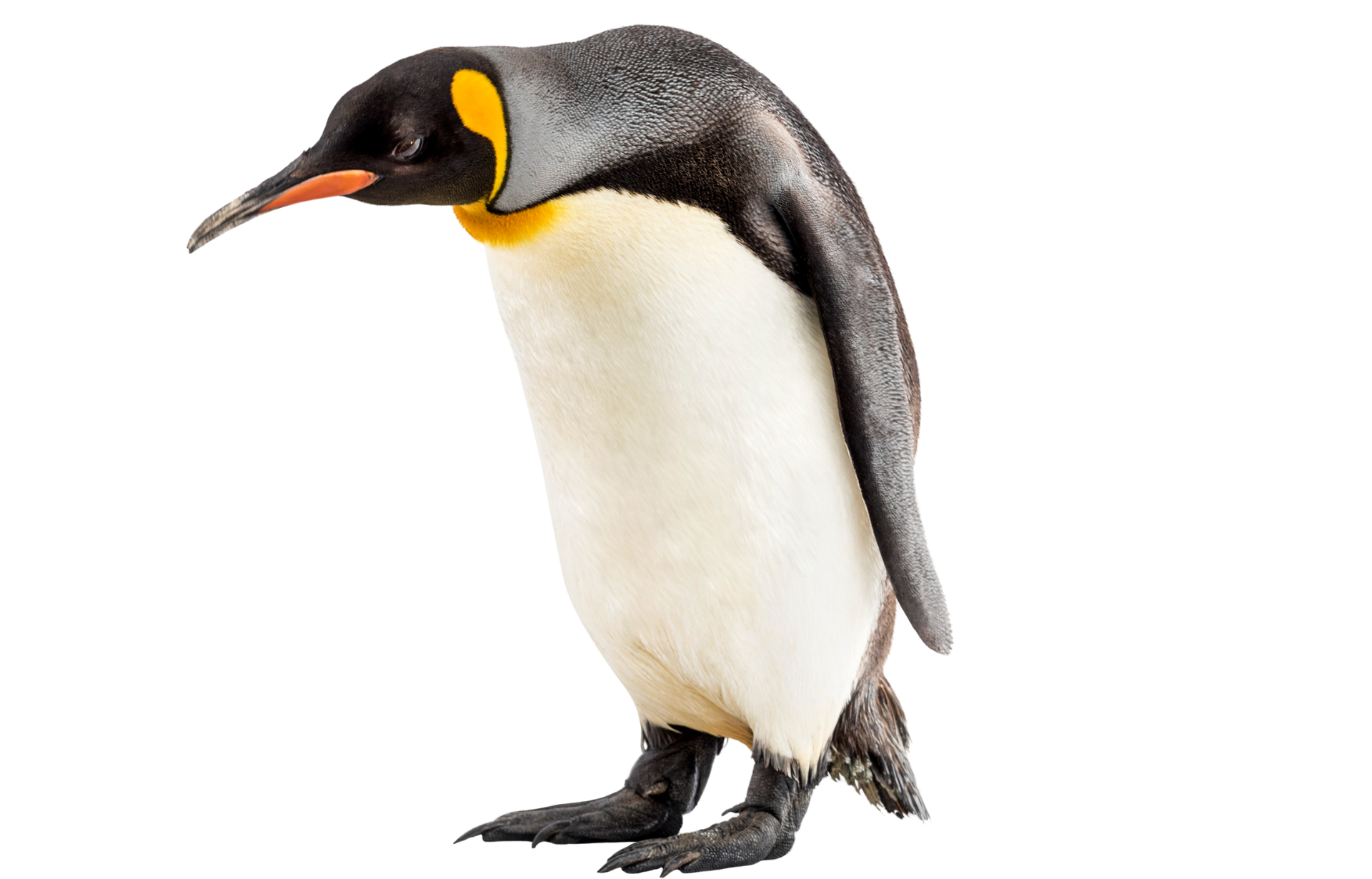 a black and white penguin with a yellow beak is standing on a white background .