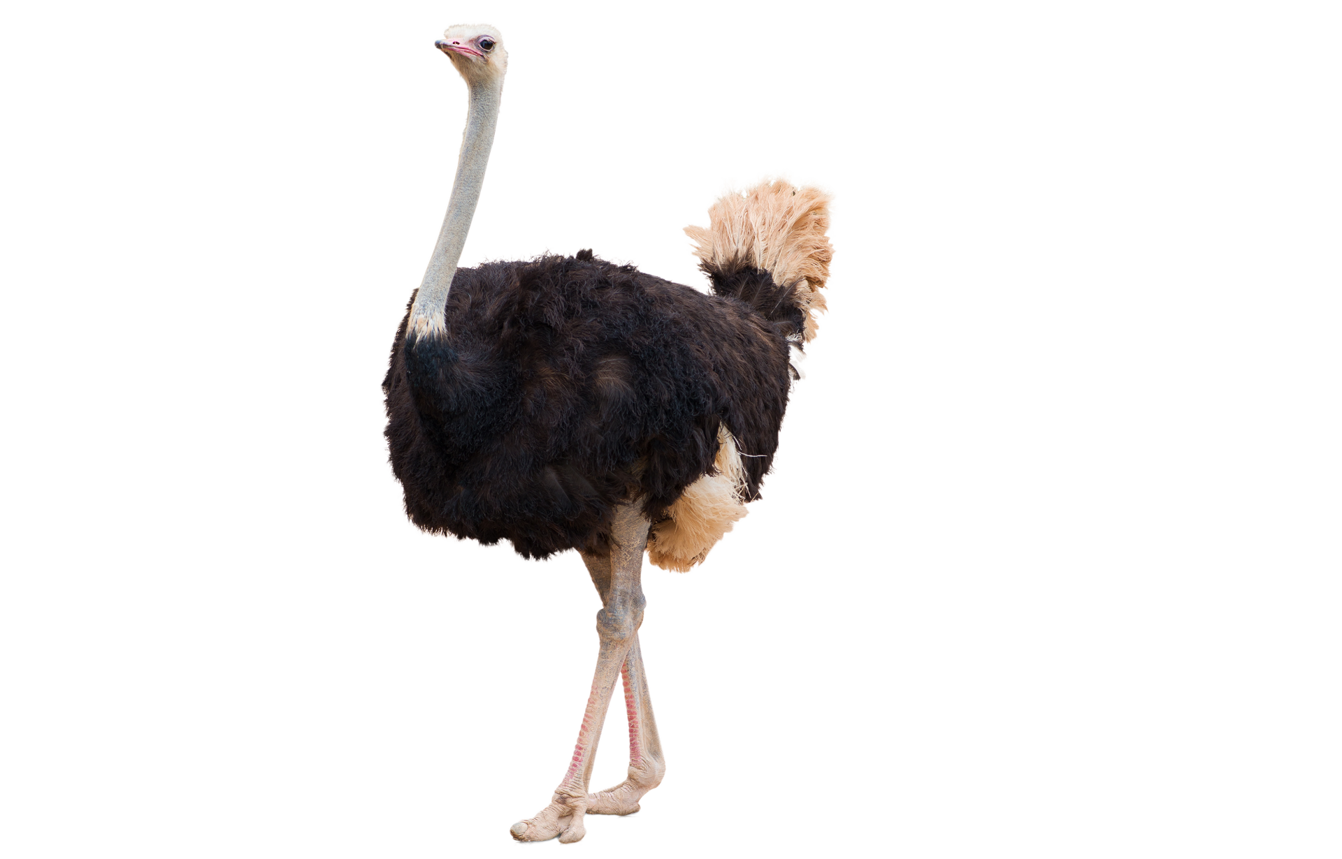 an ostrich is standing on its hind legs on a white background .