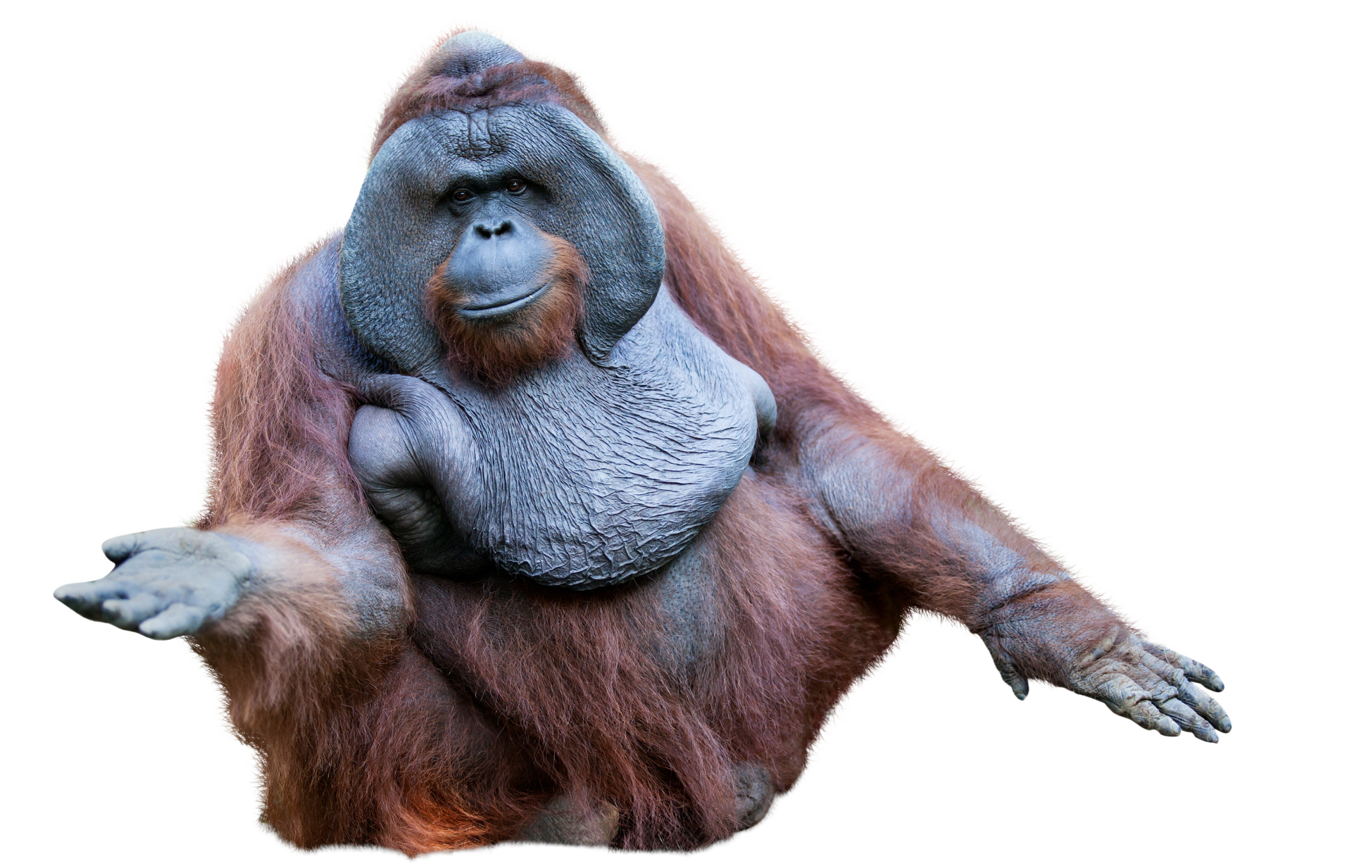 a large orangutan is sitting down with its arms outstretched on a white background .