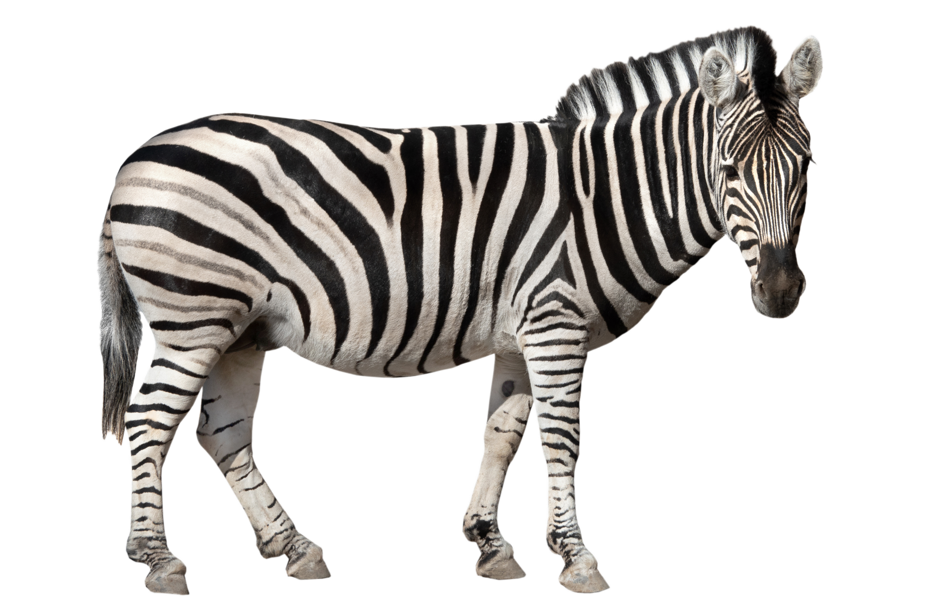 a zebra is standing on a white background .