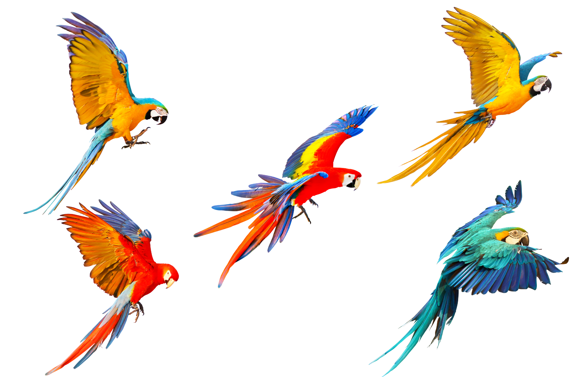 a group of colorful parrots flying in different directions on a white background .