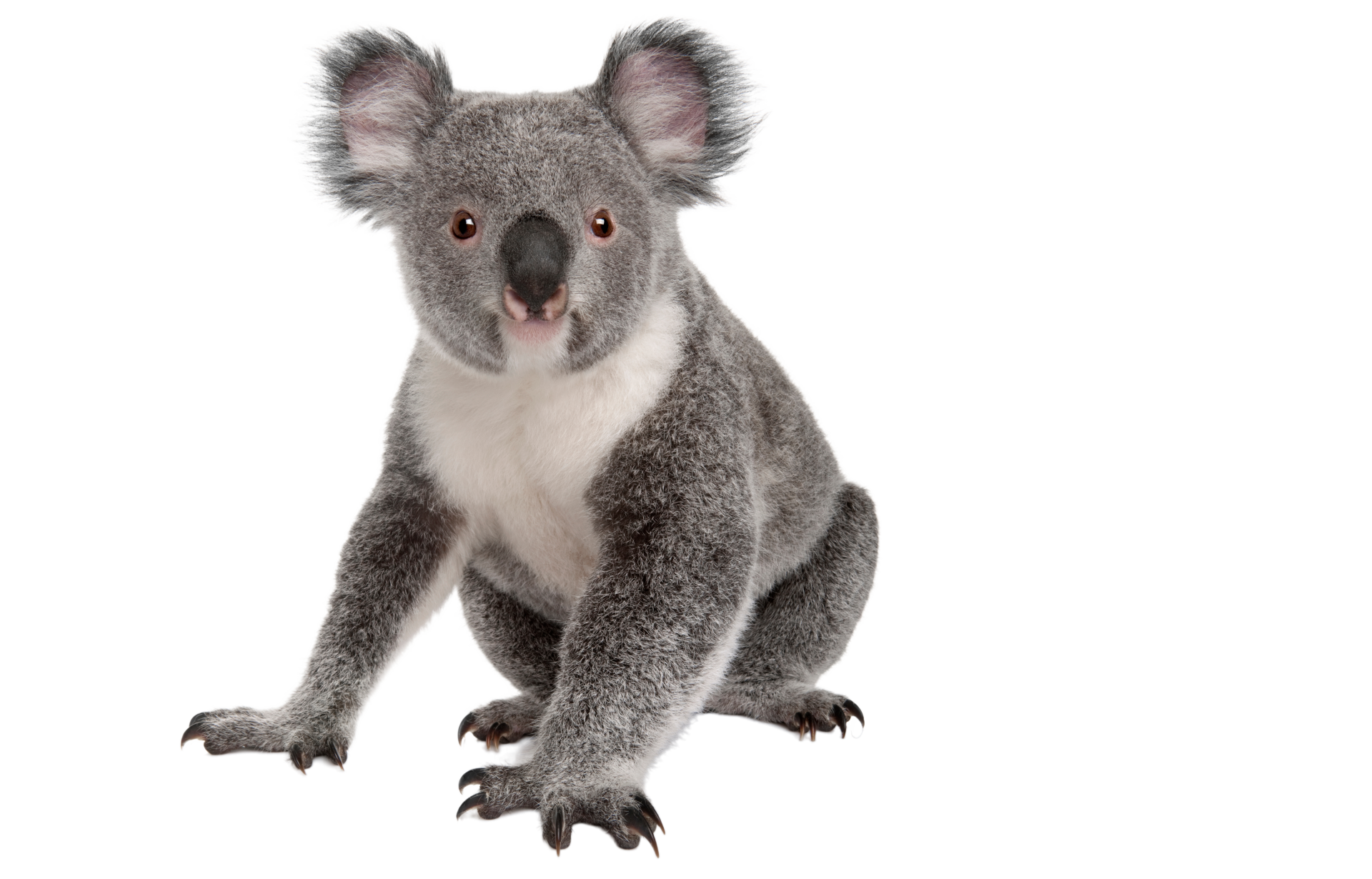 a koala bear is sitting down on a white background and looking at the camera .