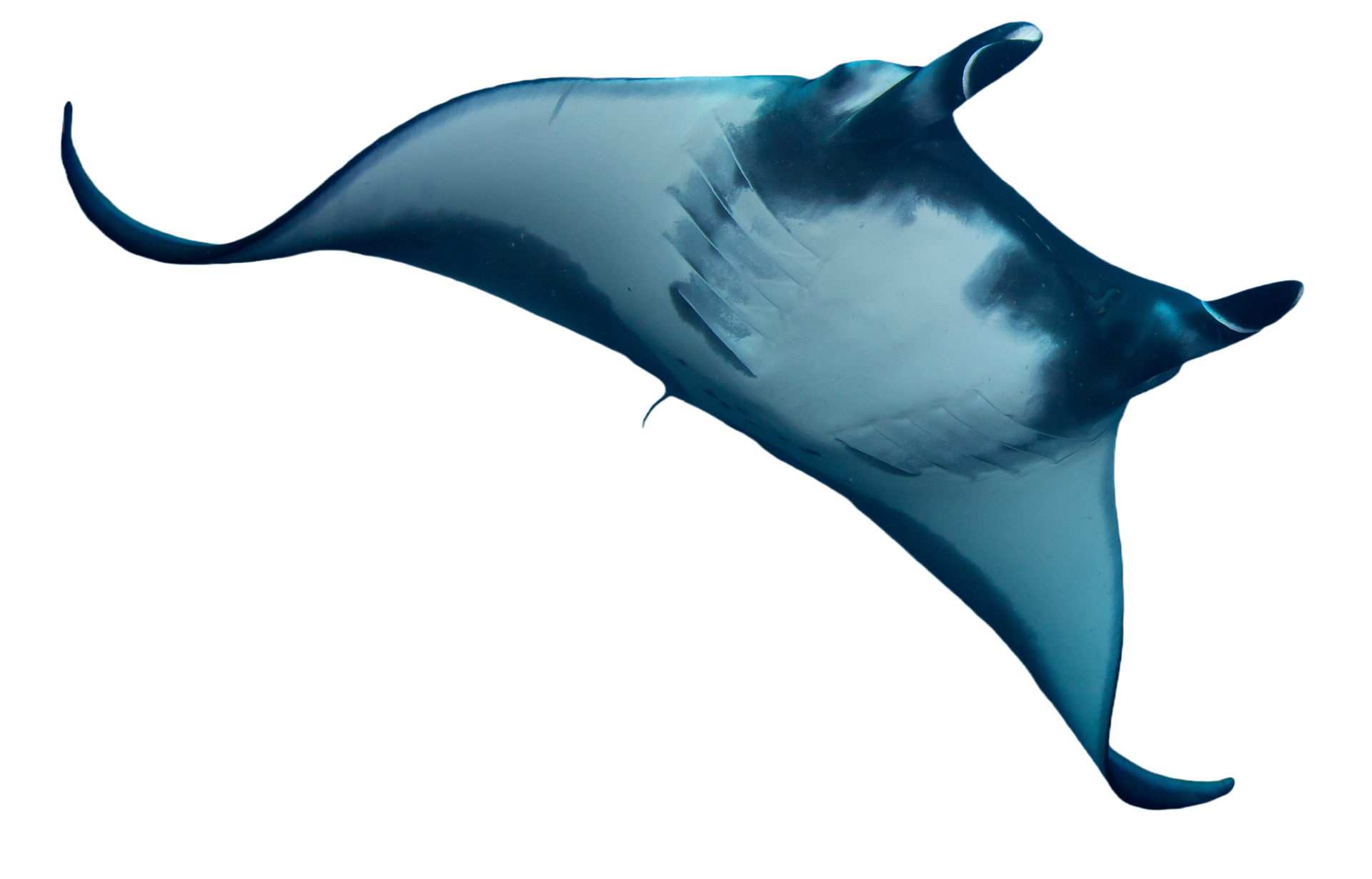 a manta ray is flying through the air on a white background