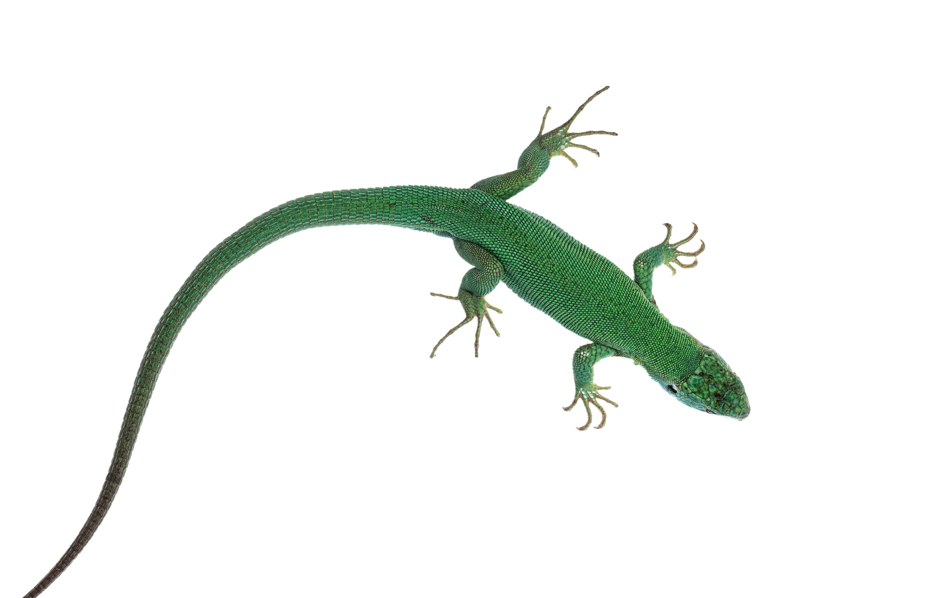 a green lizard is sitting on a white surface .