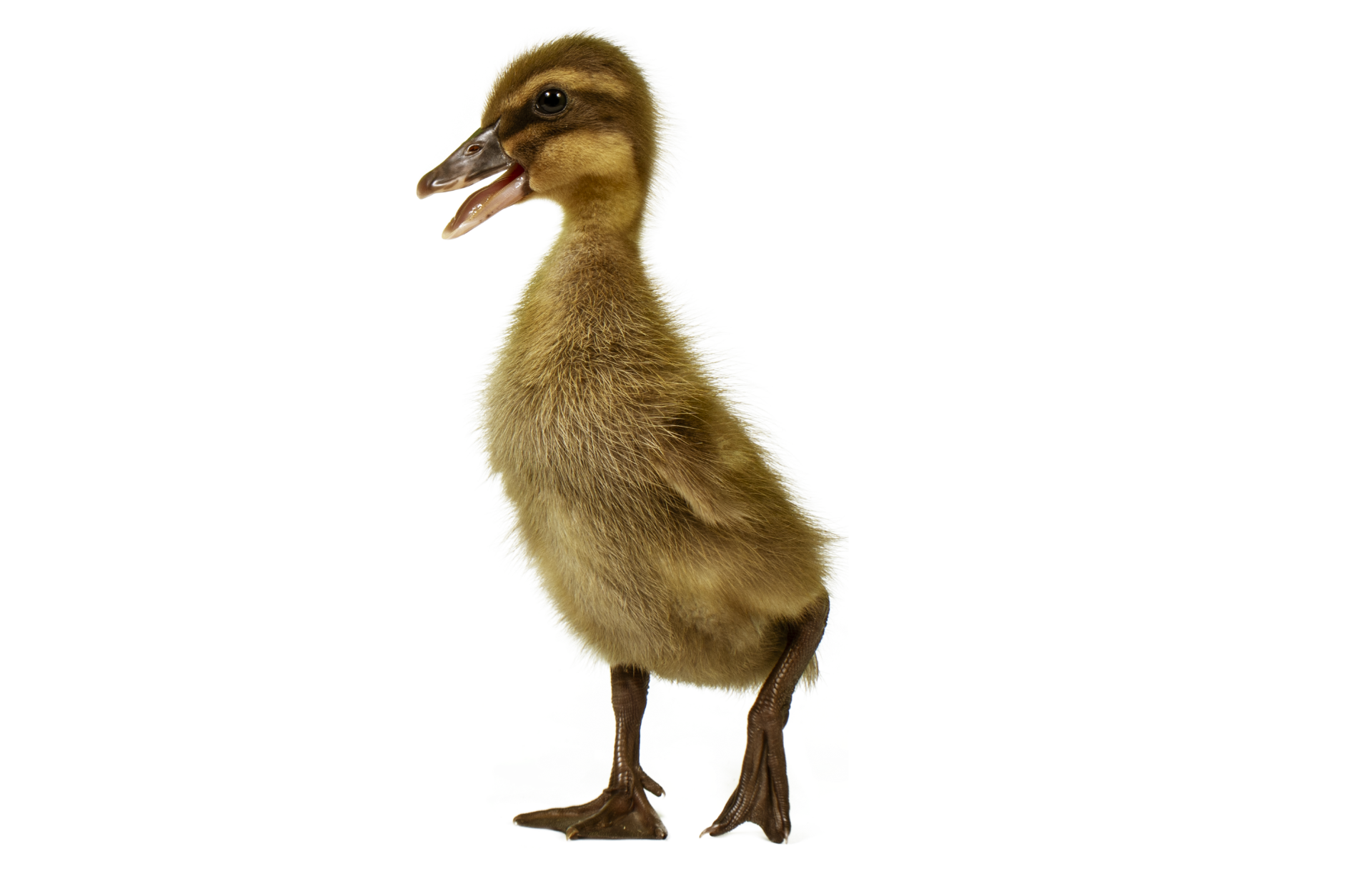 a baby duck is standing on its hind legs on a white background .