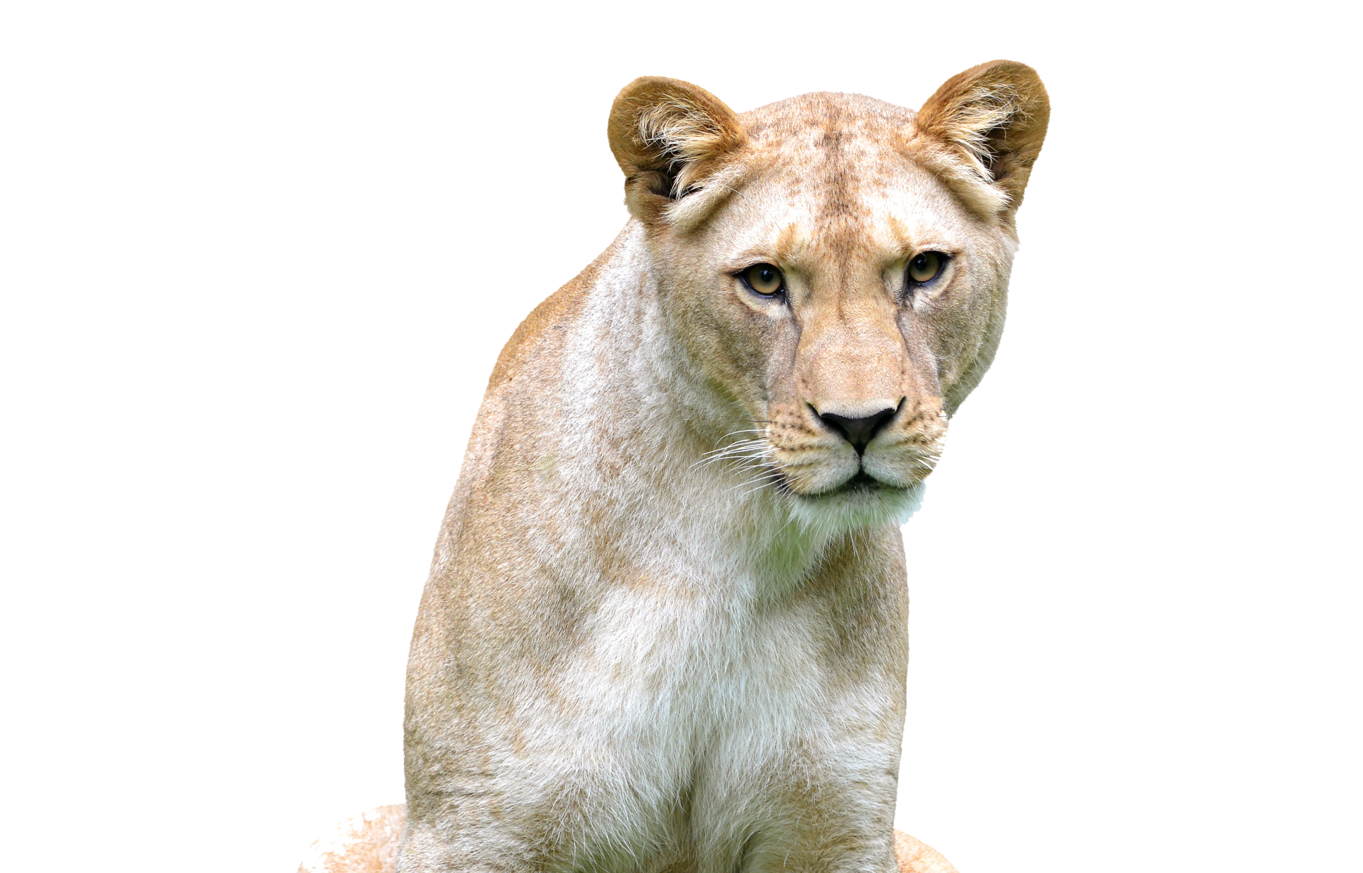 a lioness is sitting down and looking at the camera on a white background .