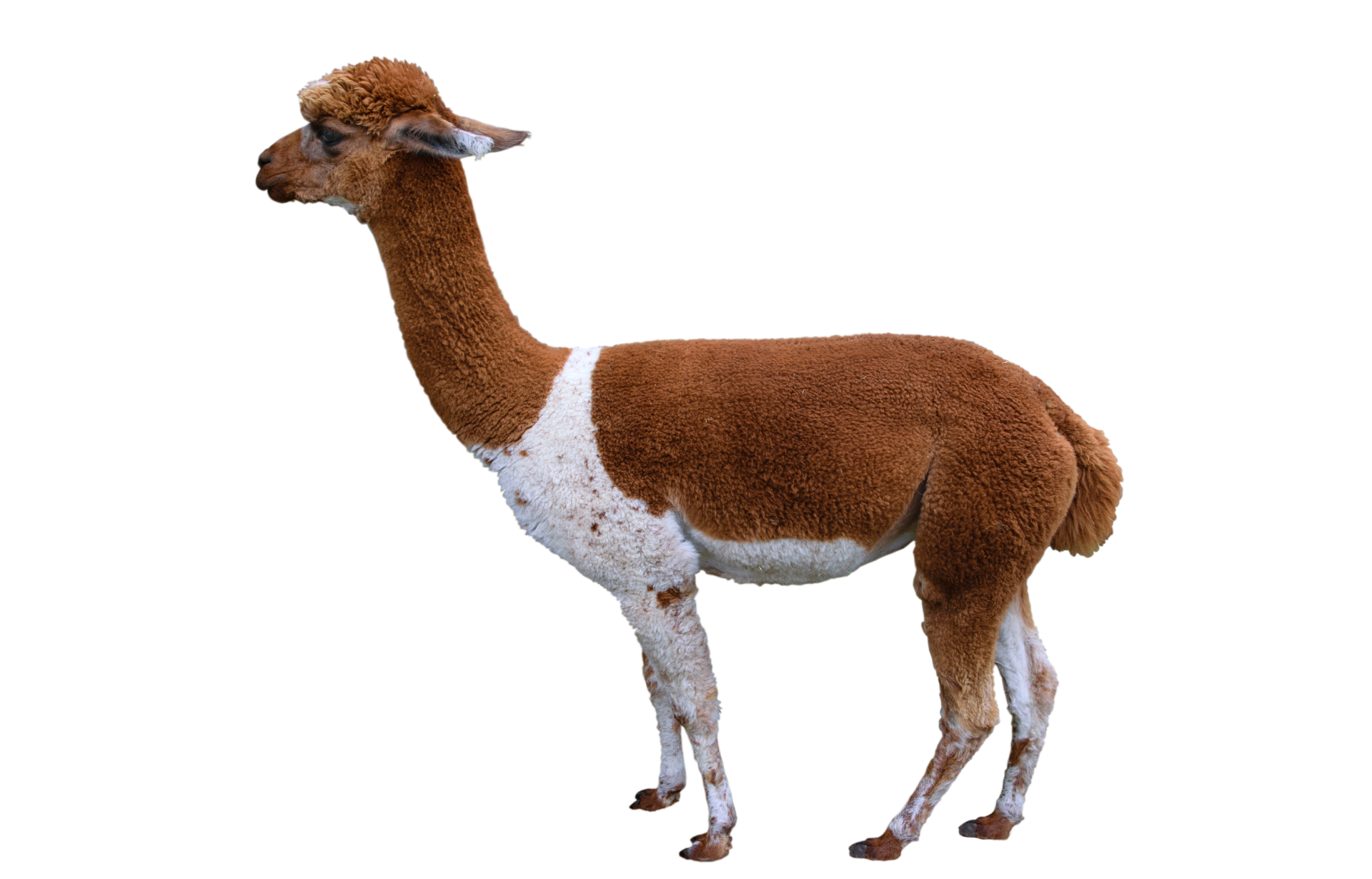 a brown and white alpaca is standing on a white background .