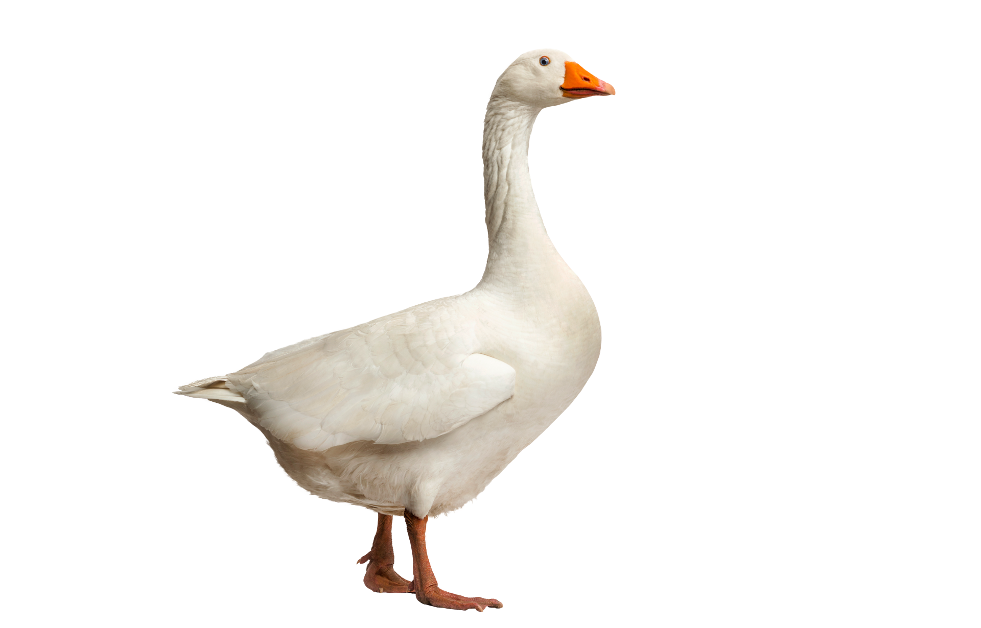 a white goose with an orange beak is standing on a white background .